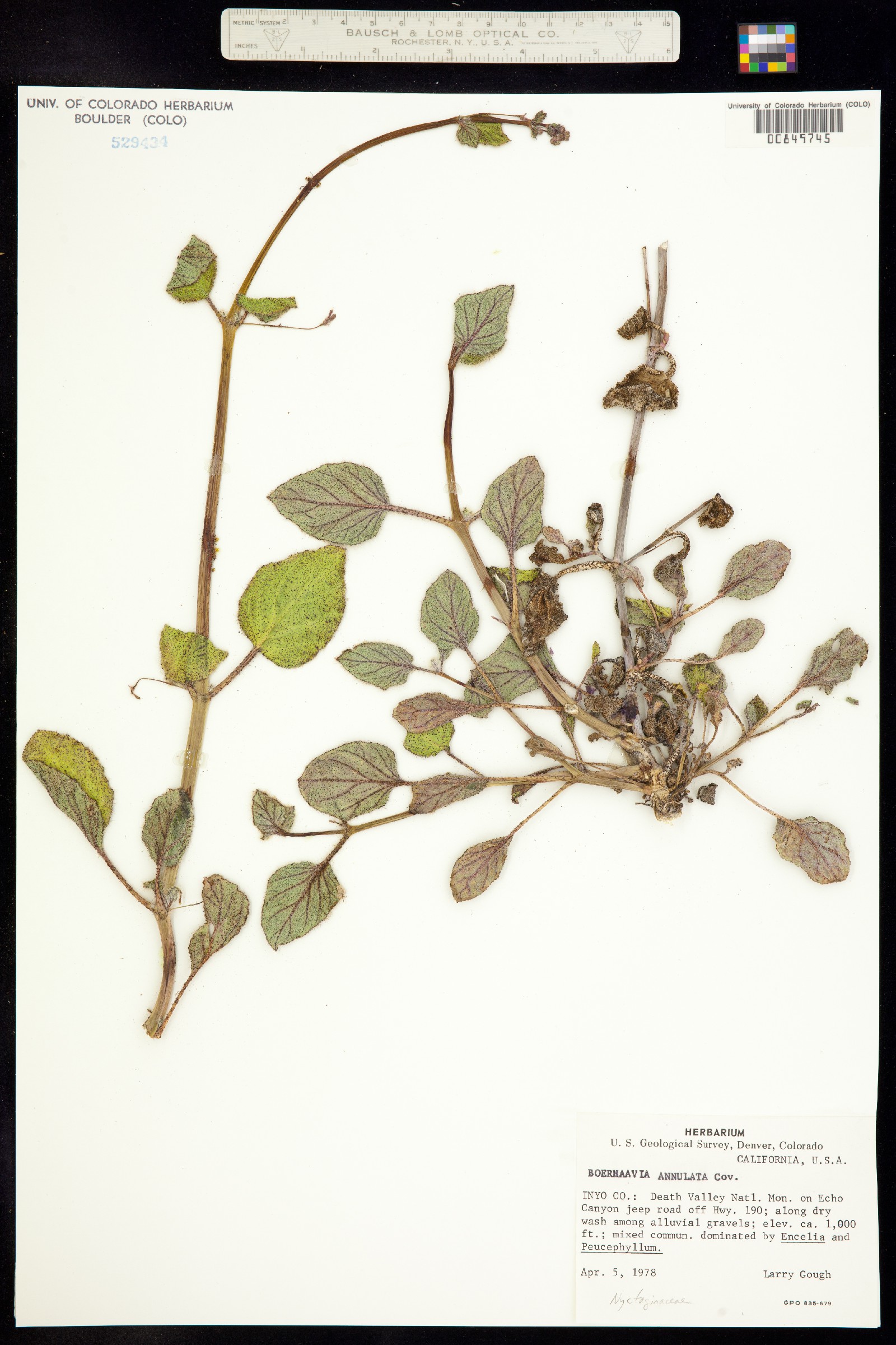 Boerhavia annulata image