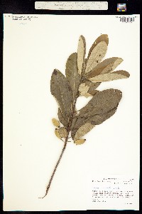 Image of Nyssa acuminata