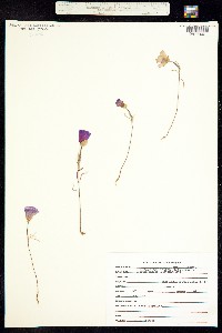 Image of Clarkia amoena