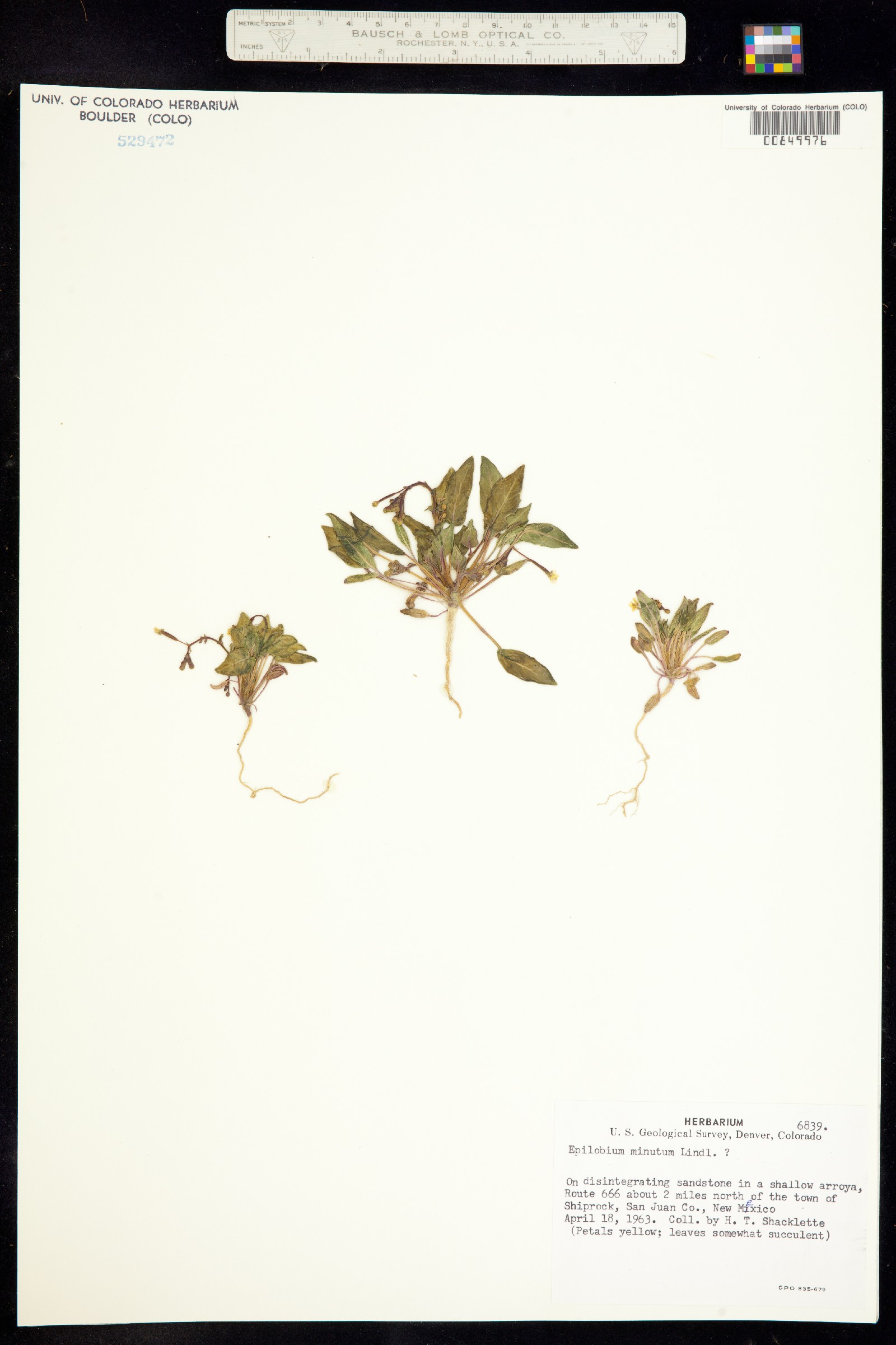 Epilobium minutum image