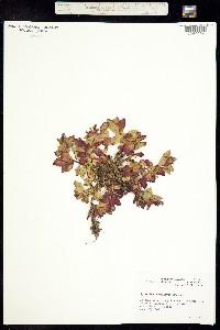 Epilobium hornemannii ssp. behringianum image