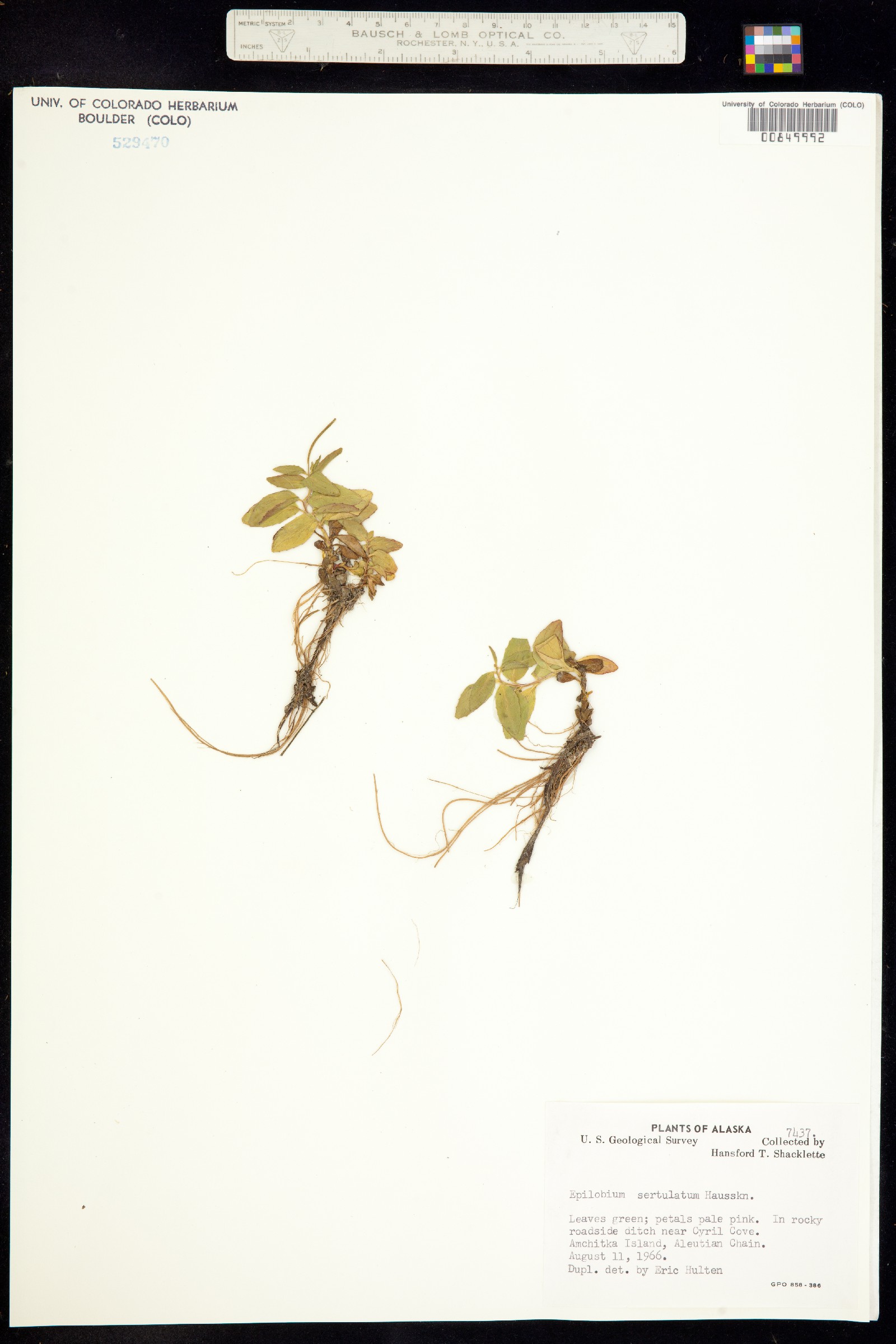 Epilobium hornemannii ssp. behringianum image