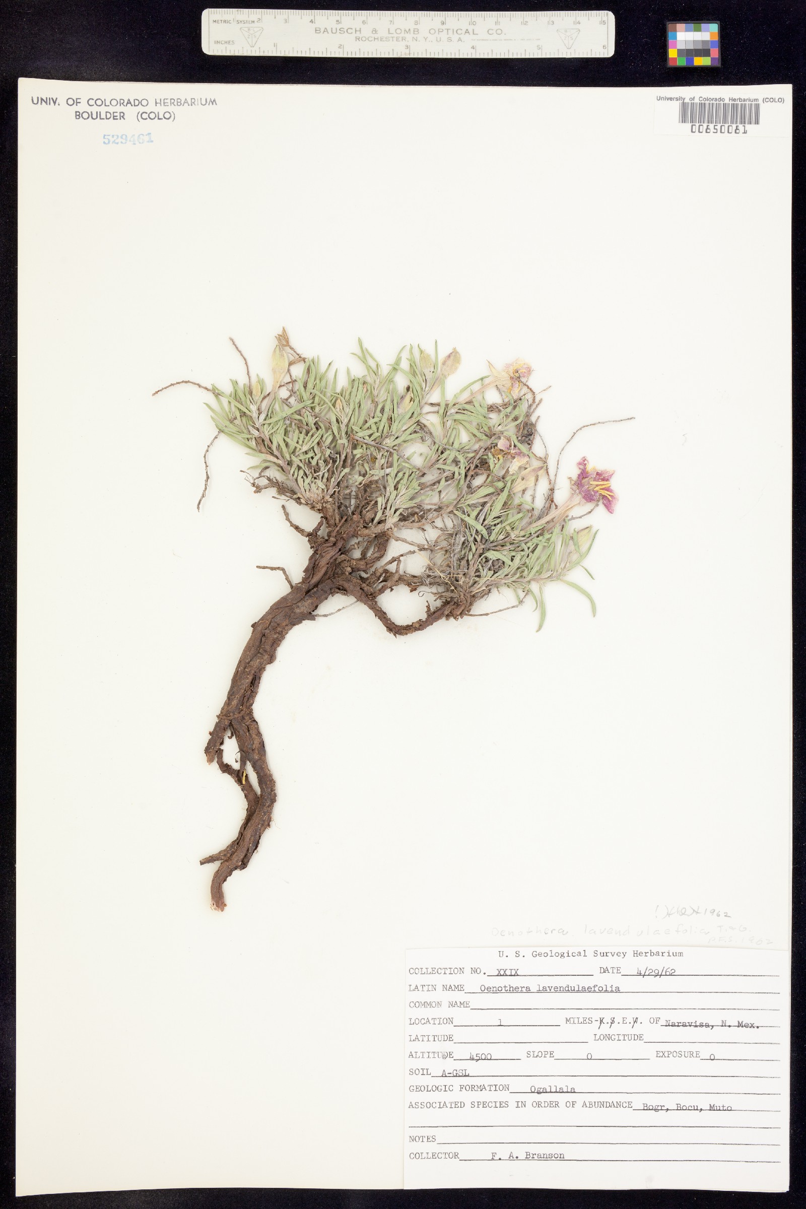 Oenothera lavandulifolia image