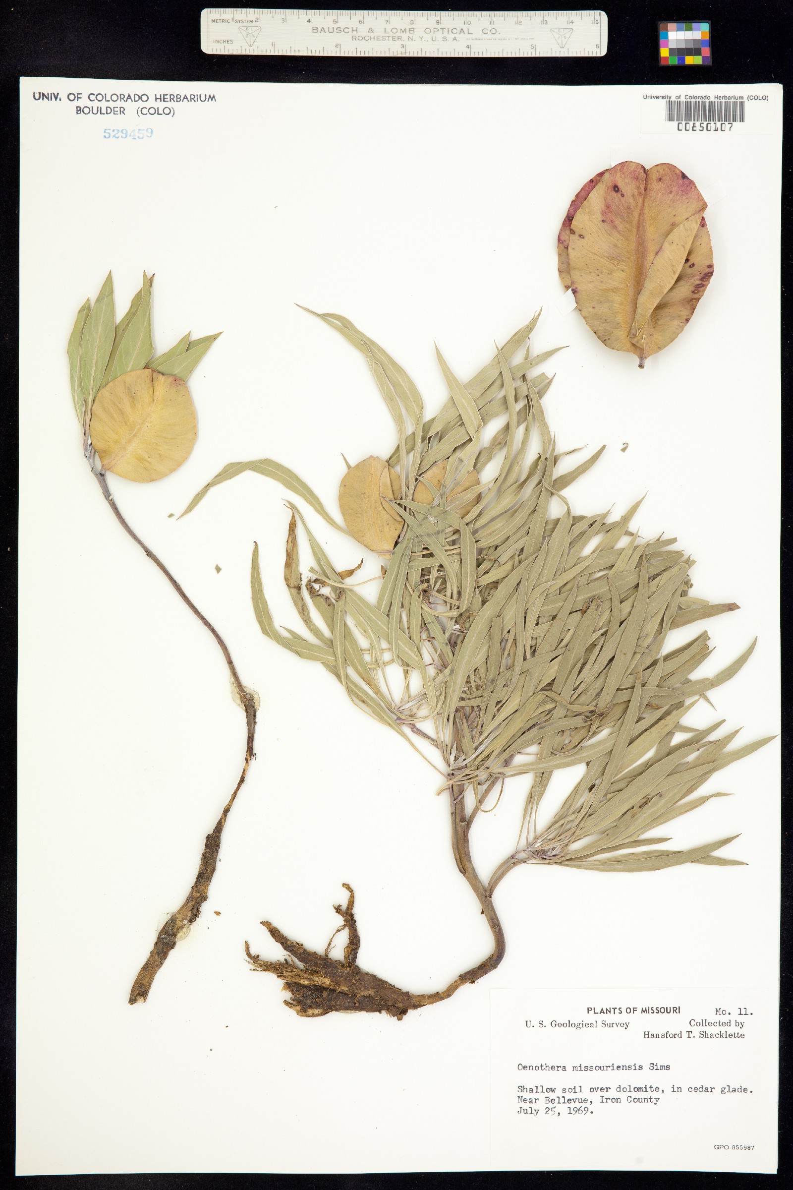 Oenothera macrocarpa ssp. macrocarpa image