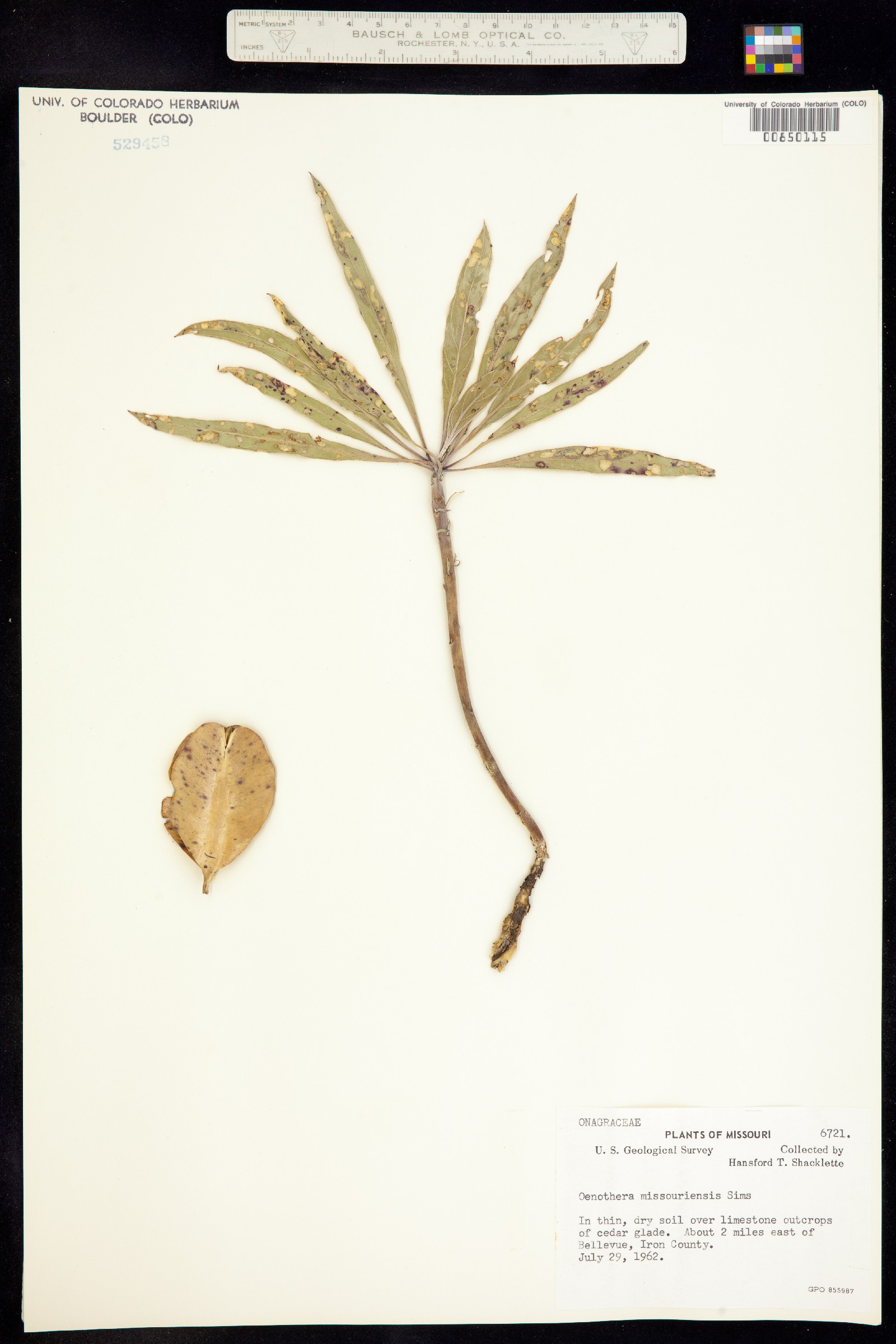 Oenothera macrocarpa ssp. macrocarpa image
