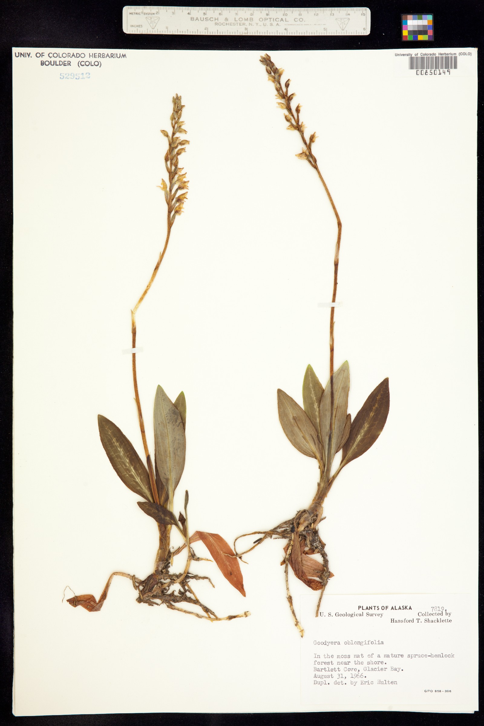 Goodyera oblongifolia image