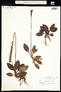 Image of Goodyera pubescens