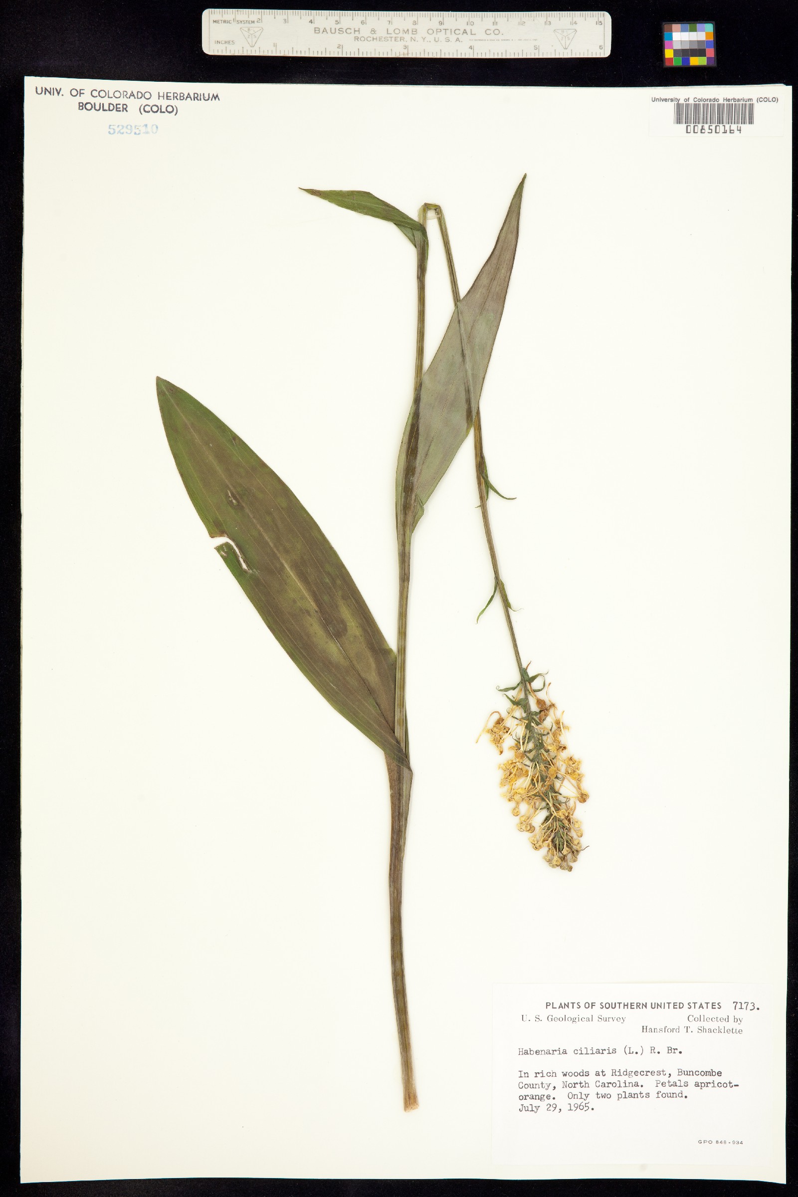 Platanthera ciliaris image