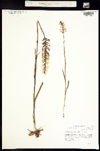 Gymnadeniopsis nivea image