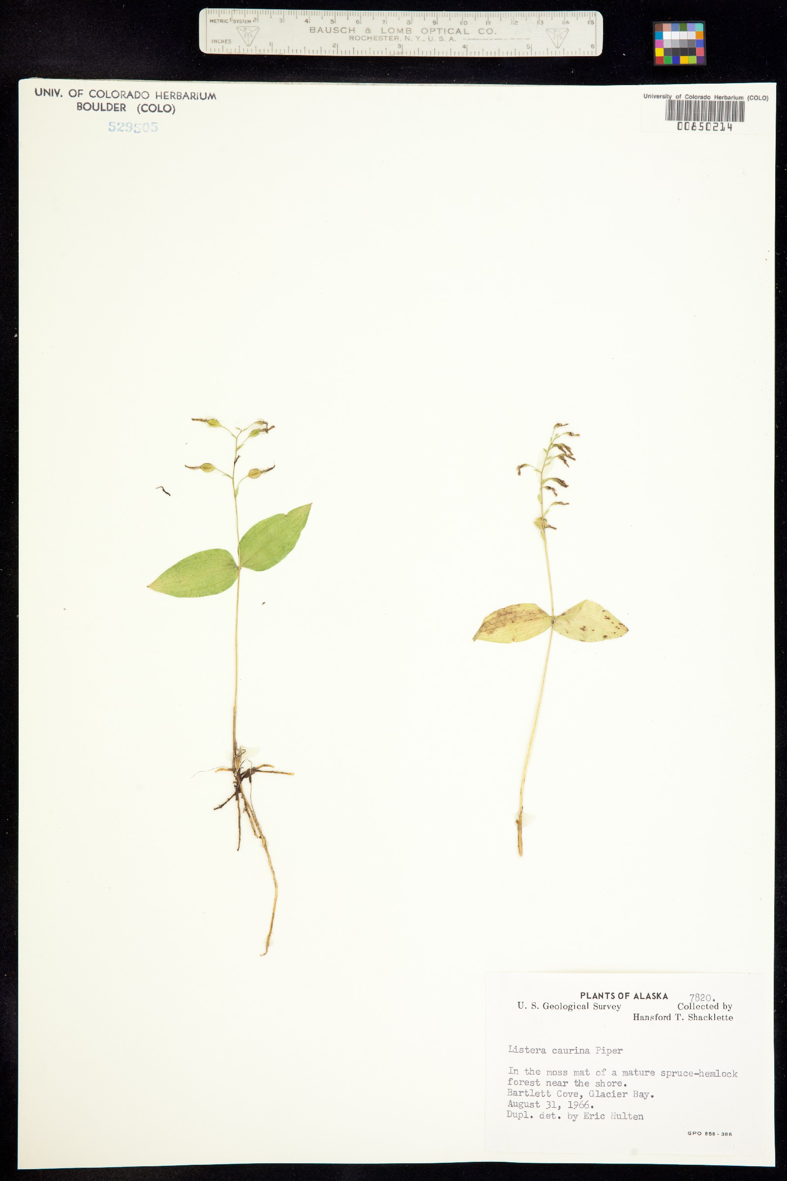 Neottia banksiana image