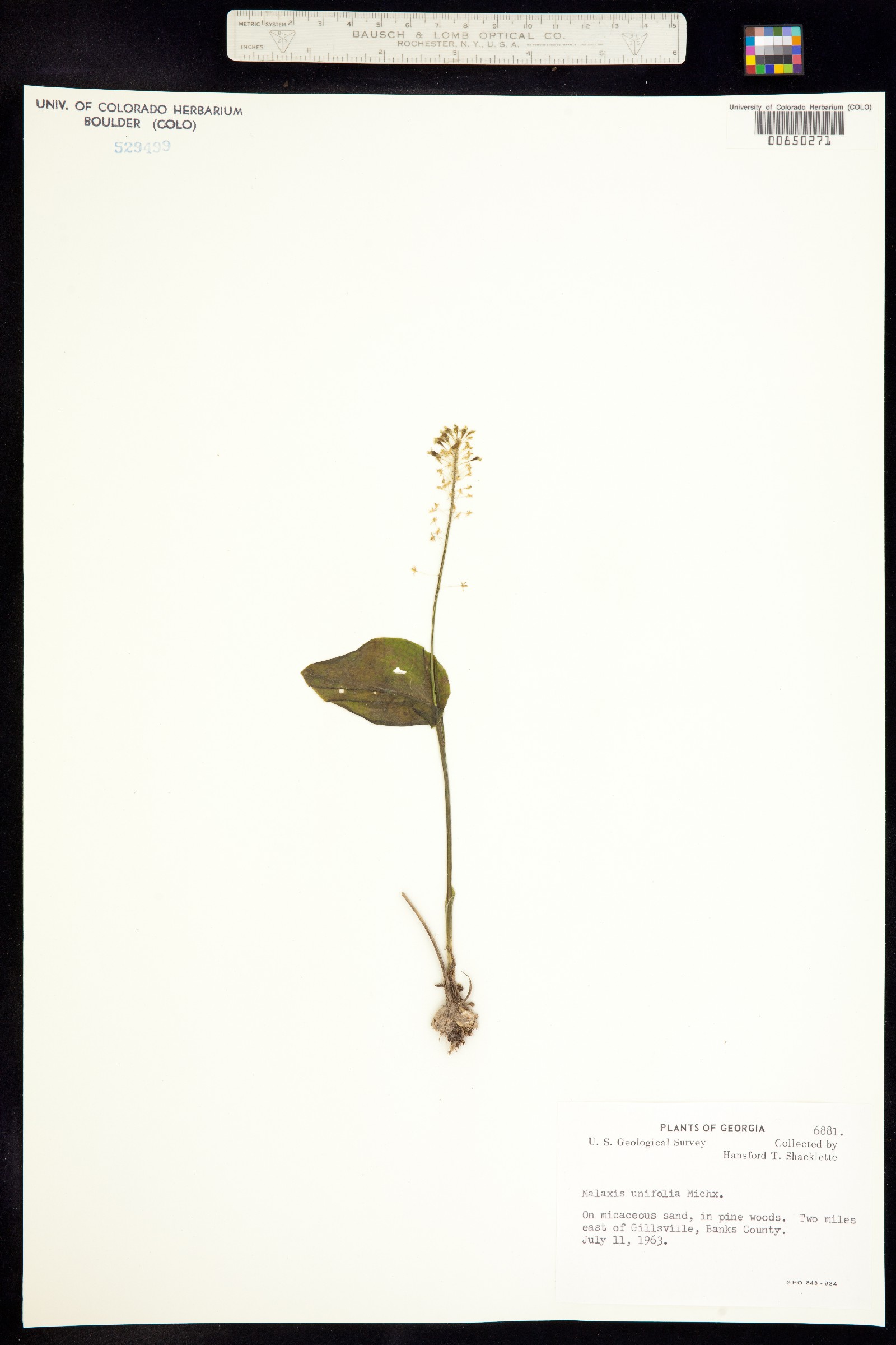 Malaxis unifolia image