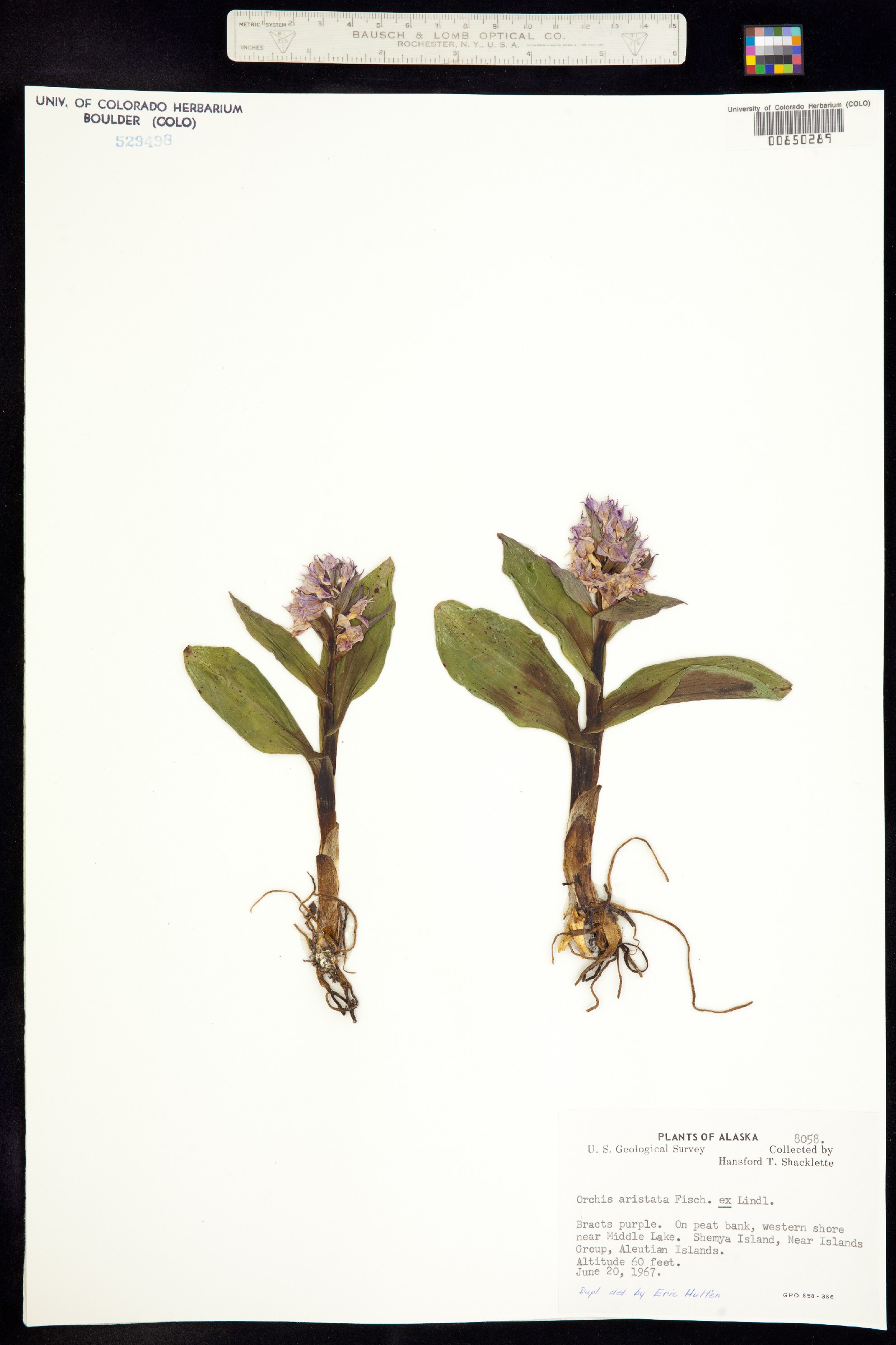 Dactylorhiza aristata image