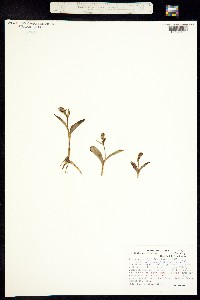 Platanthera chorisiana image