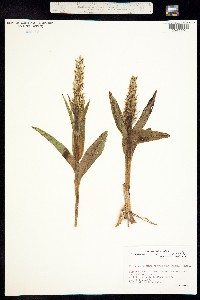 Platanthera convallariifolia image
