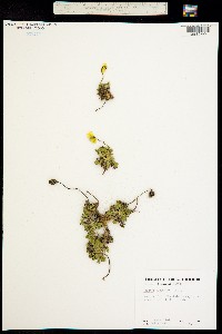 Papaver radicatum ssp. alaskanum image