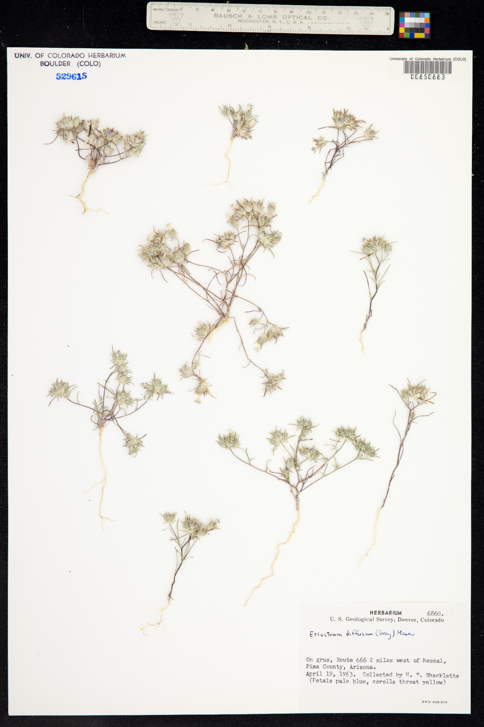 Eriastrum diffusum image