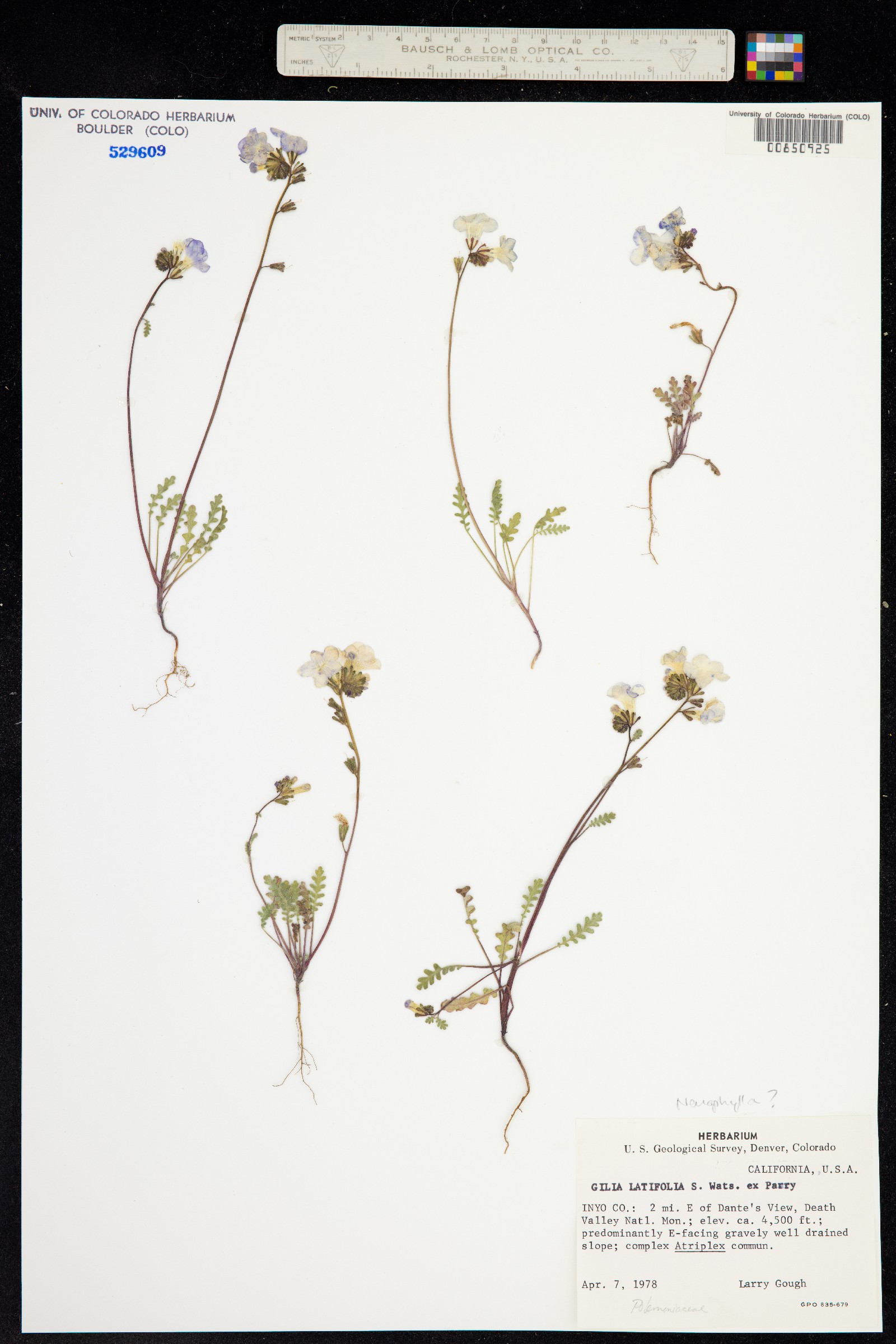 Gilia latiflora image