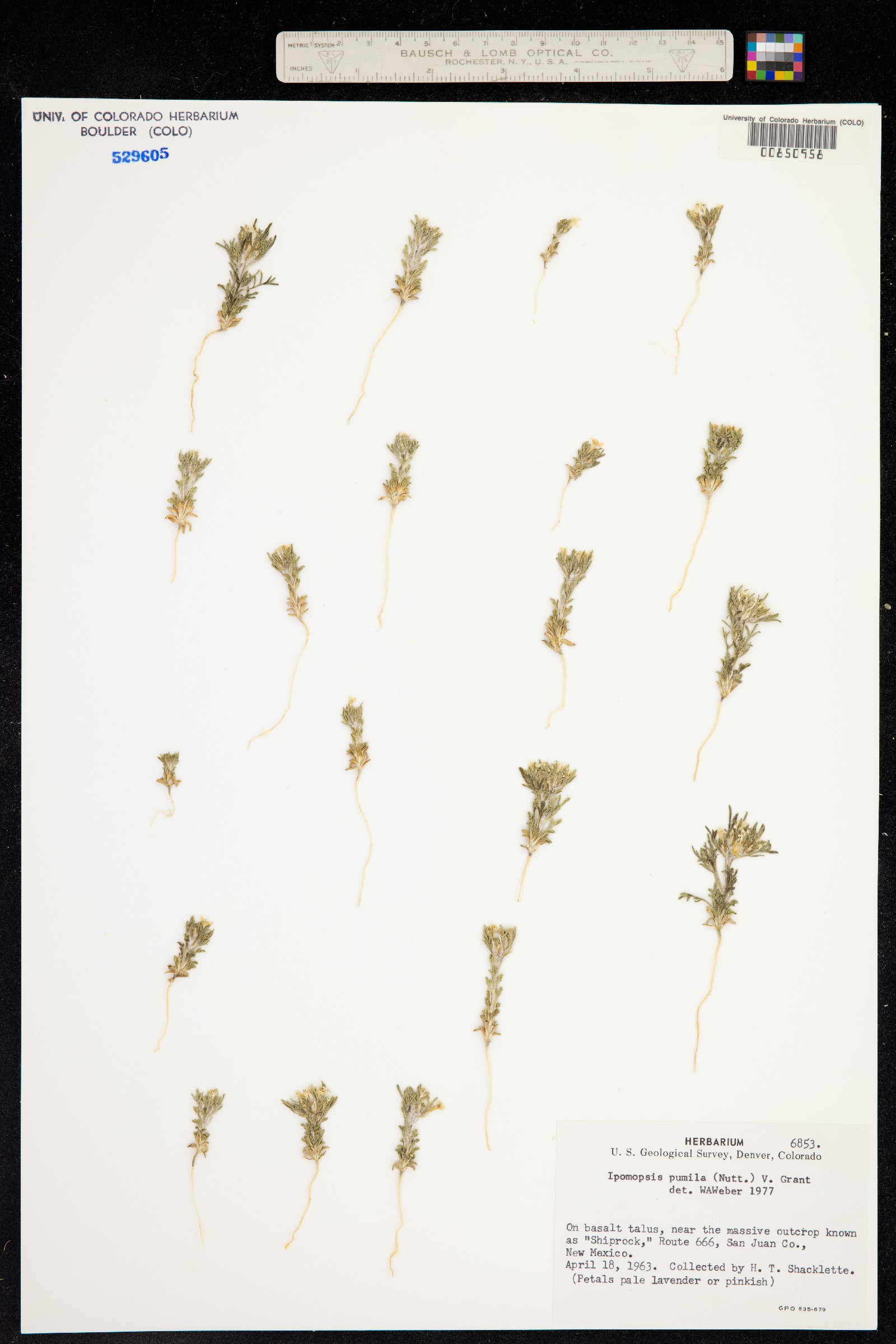 Ipomopsis pumila image