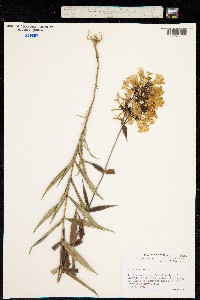 Image of Phlox maculata
