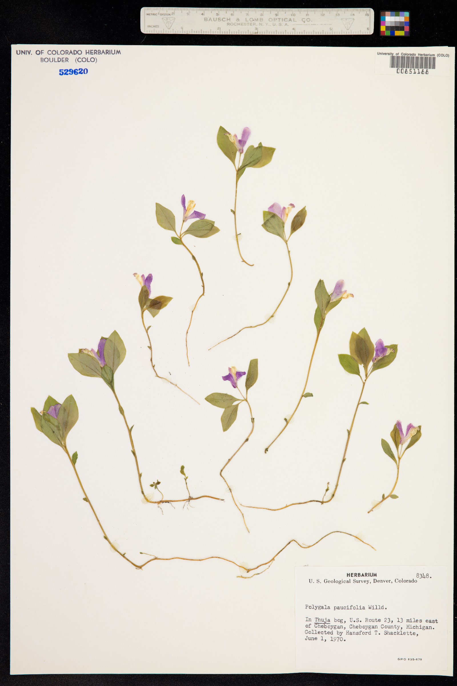 Polygala paucifolia image