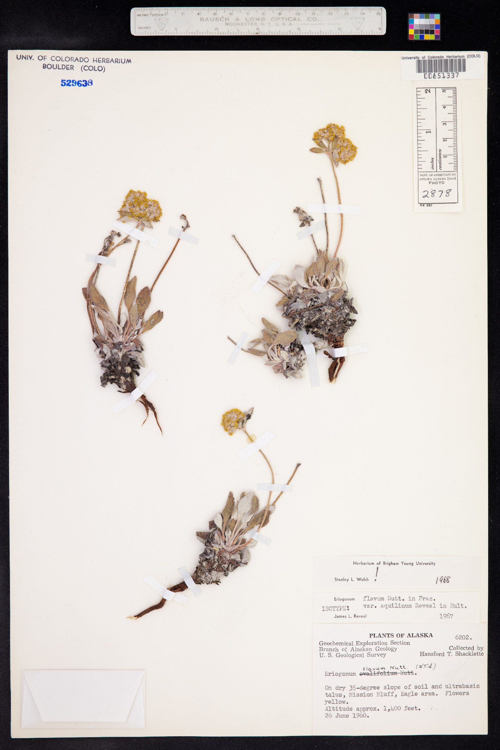 Eriogonum flavum var. aquilinum image