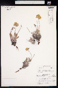 Eriogonum flavum var. aquilinum image