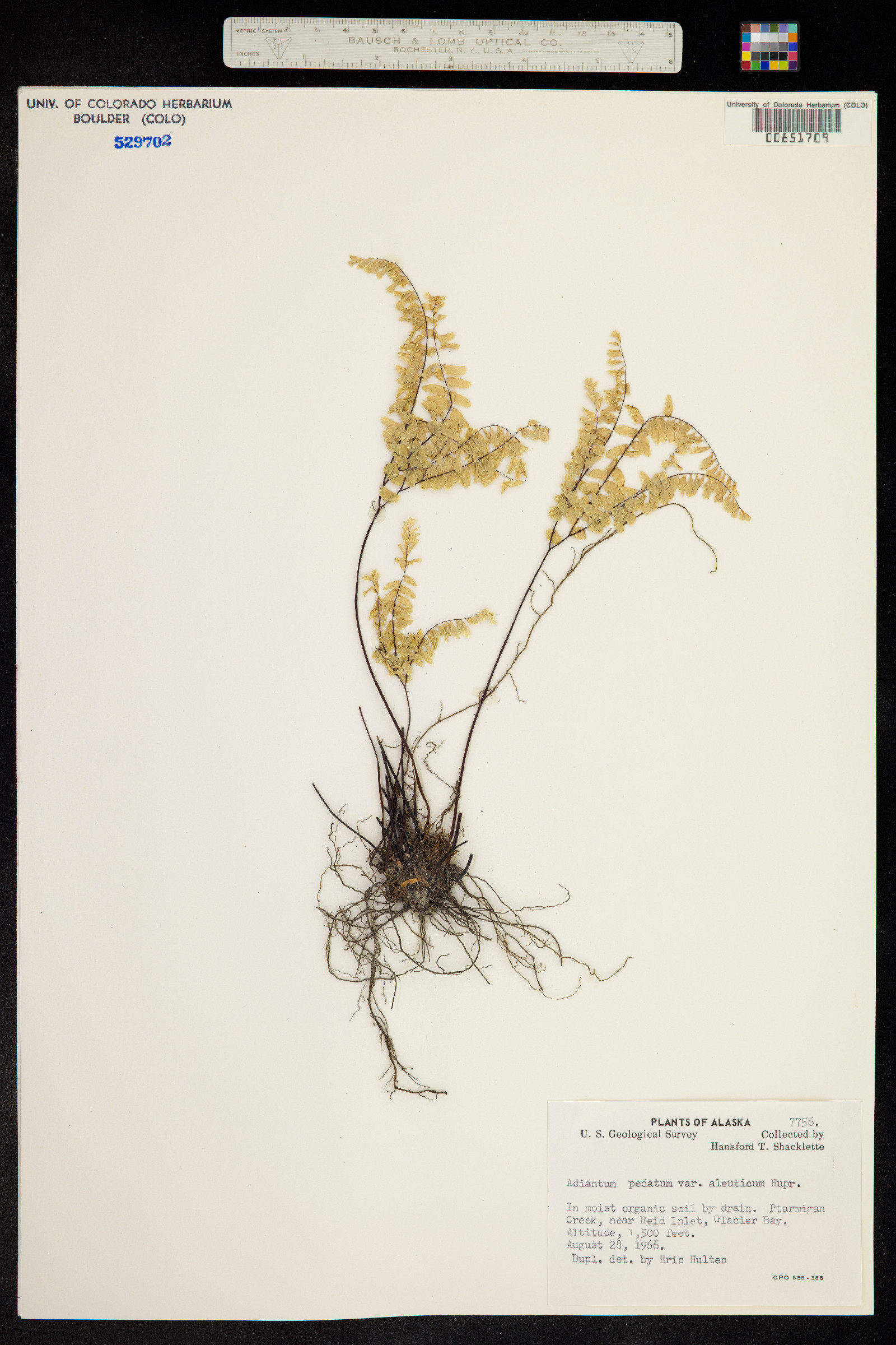 Adiantum pedatum image