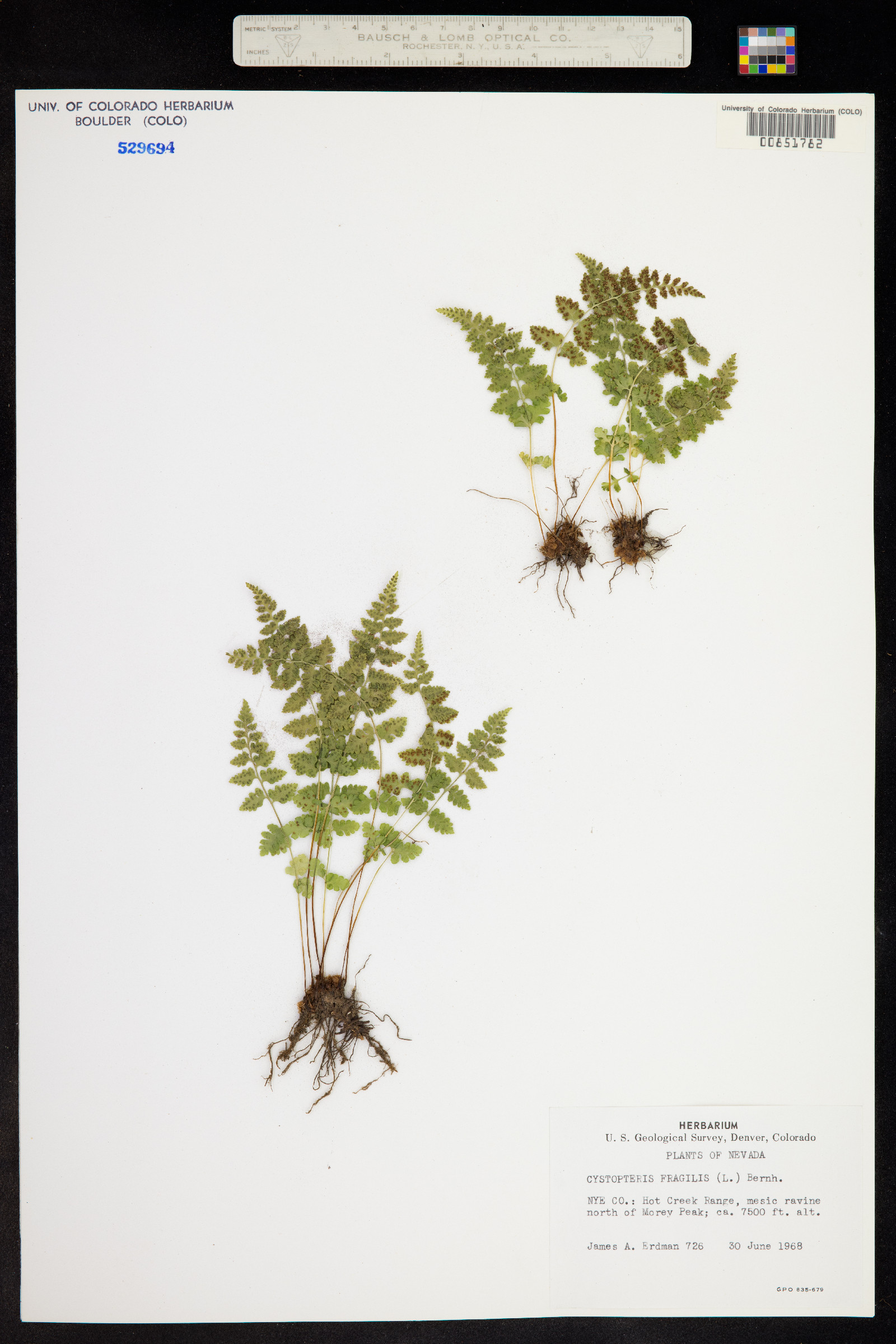 Cystopteris fragilis image