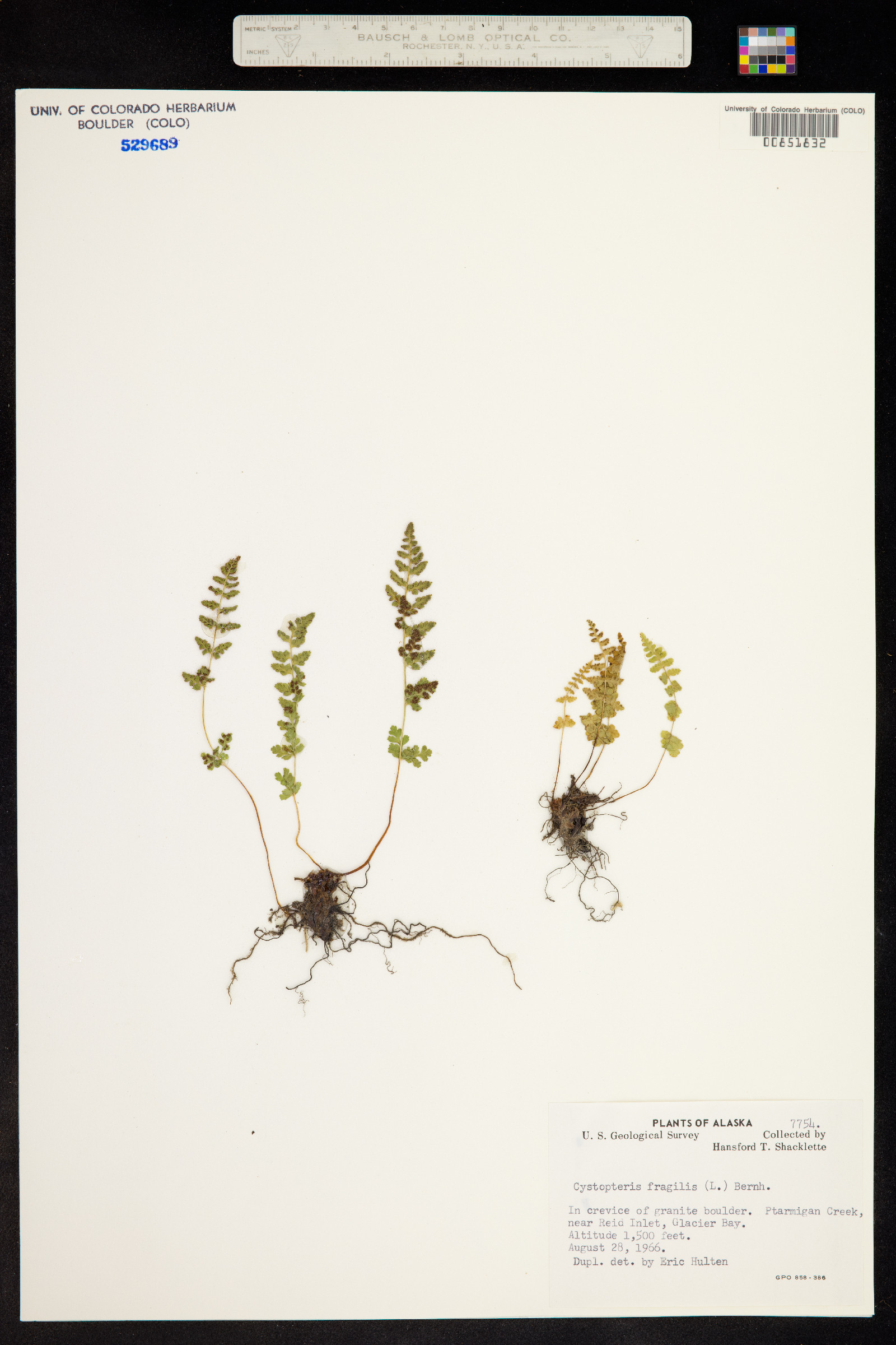 Dryopteridaceae image