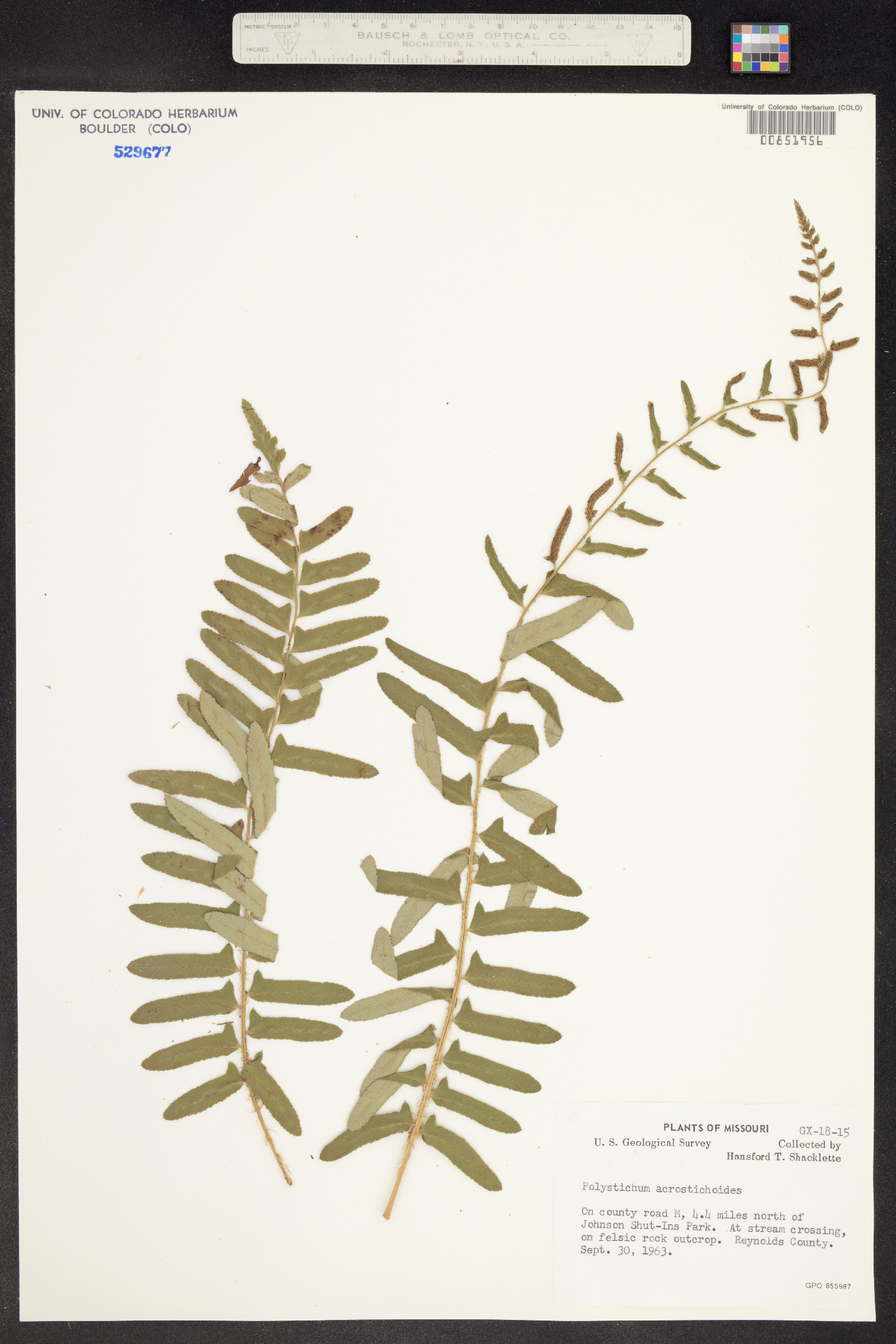 Polystichum acrostichoides image