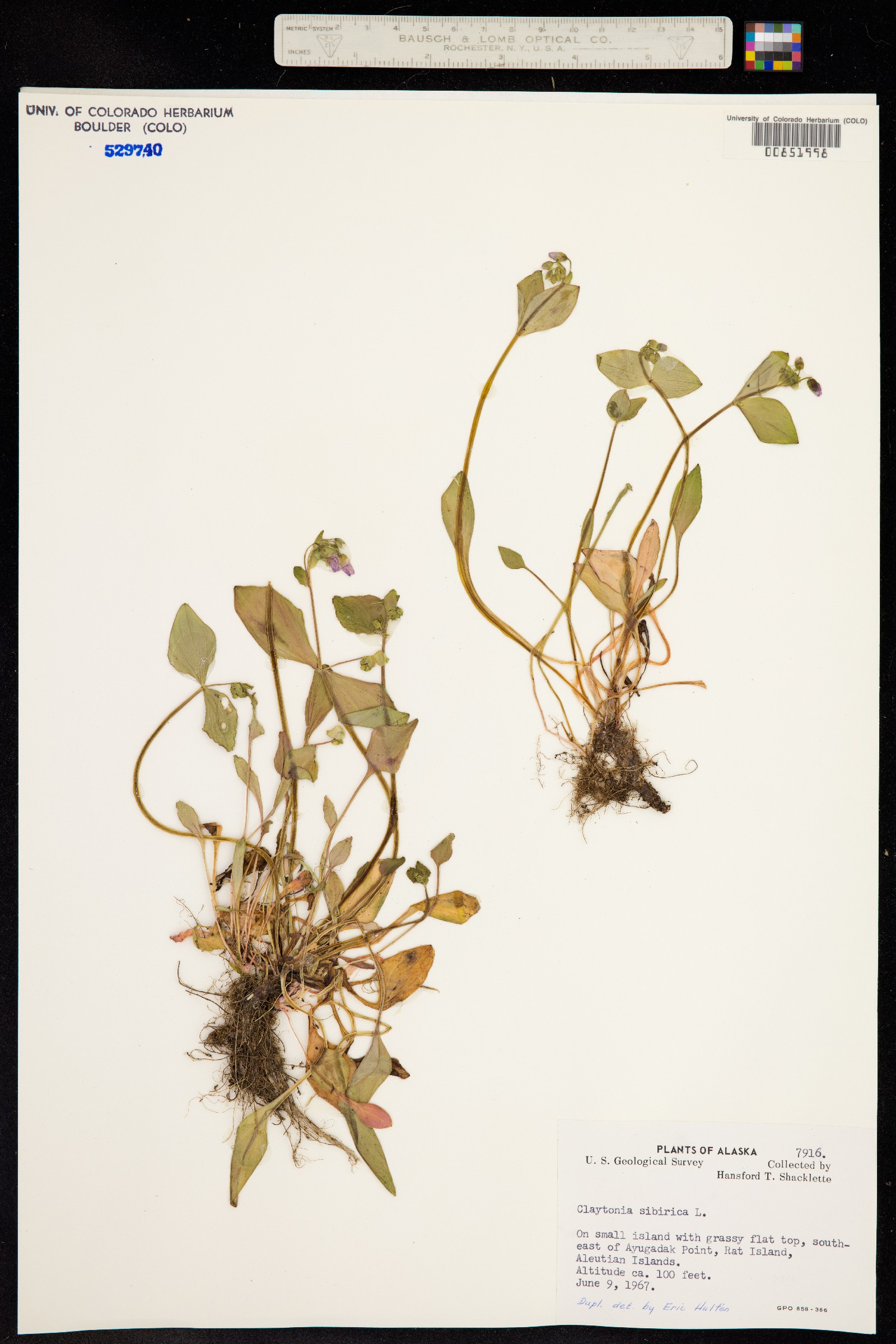 Claytonia image