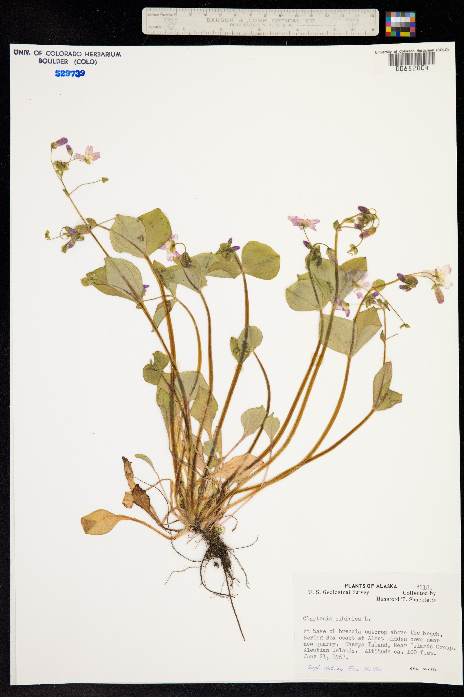 Claytonia sibirica image