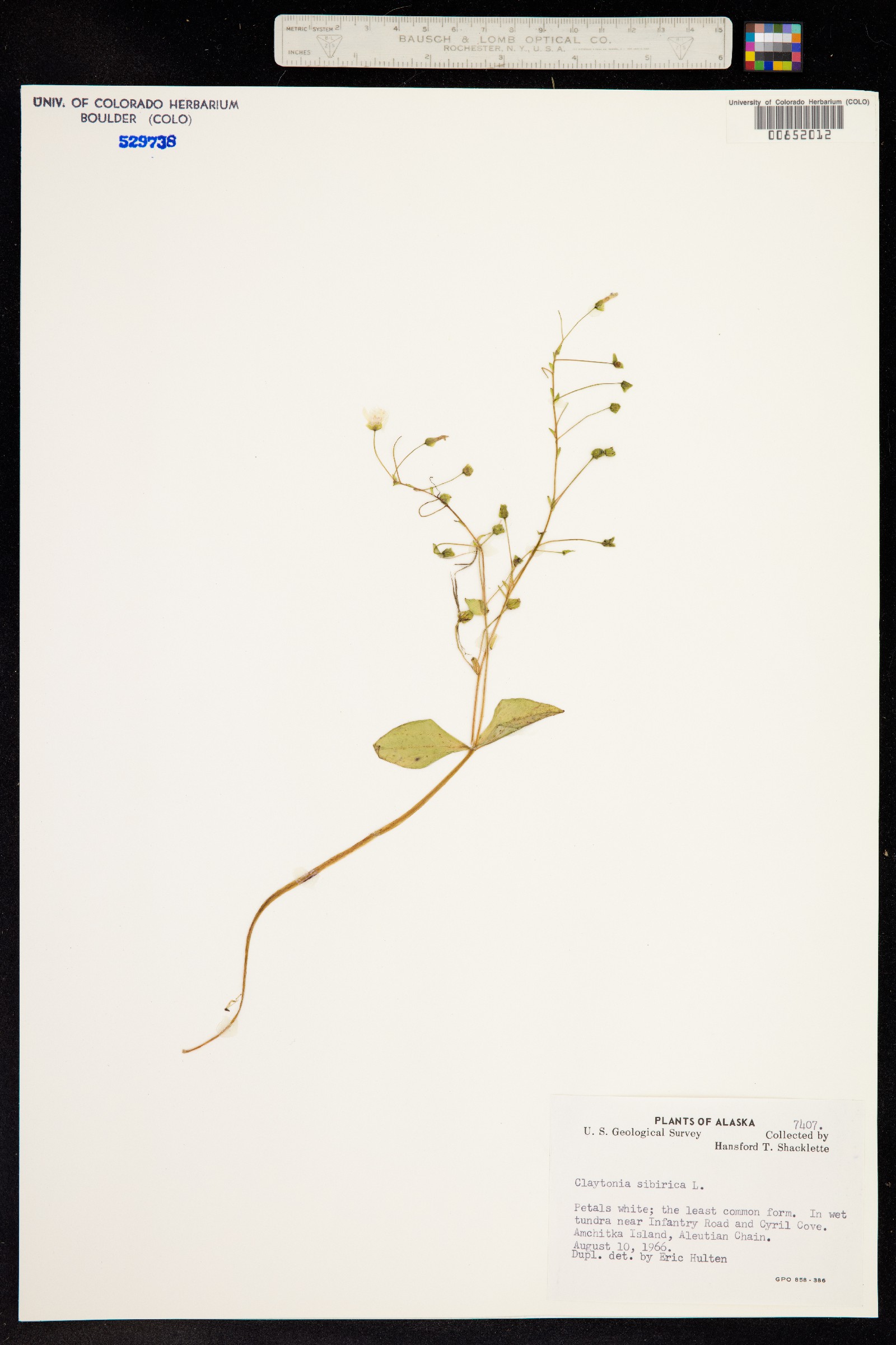 Claytonia image