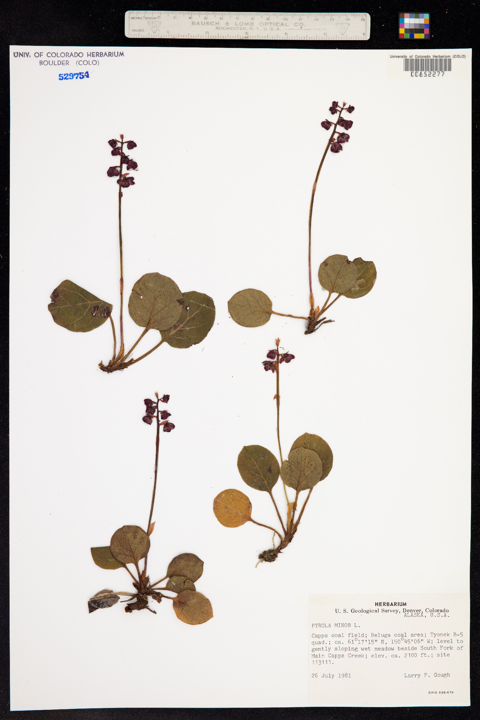 Pyrola minor image