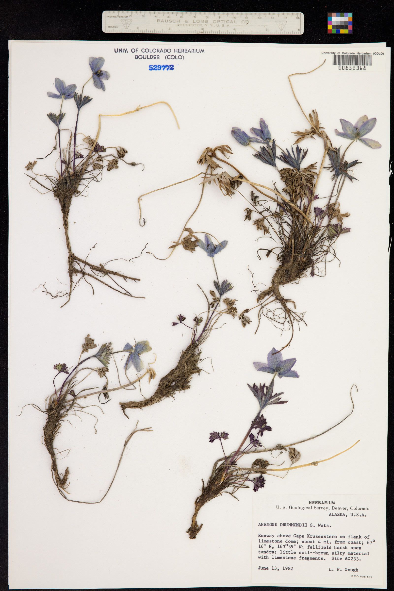 Anemone drummondii image