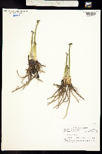 Image of Caltha palustris