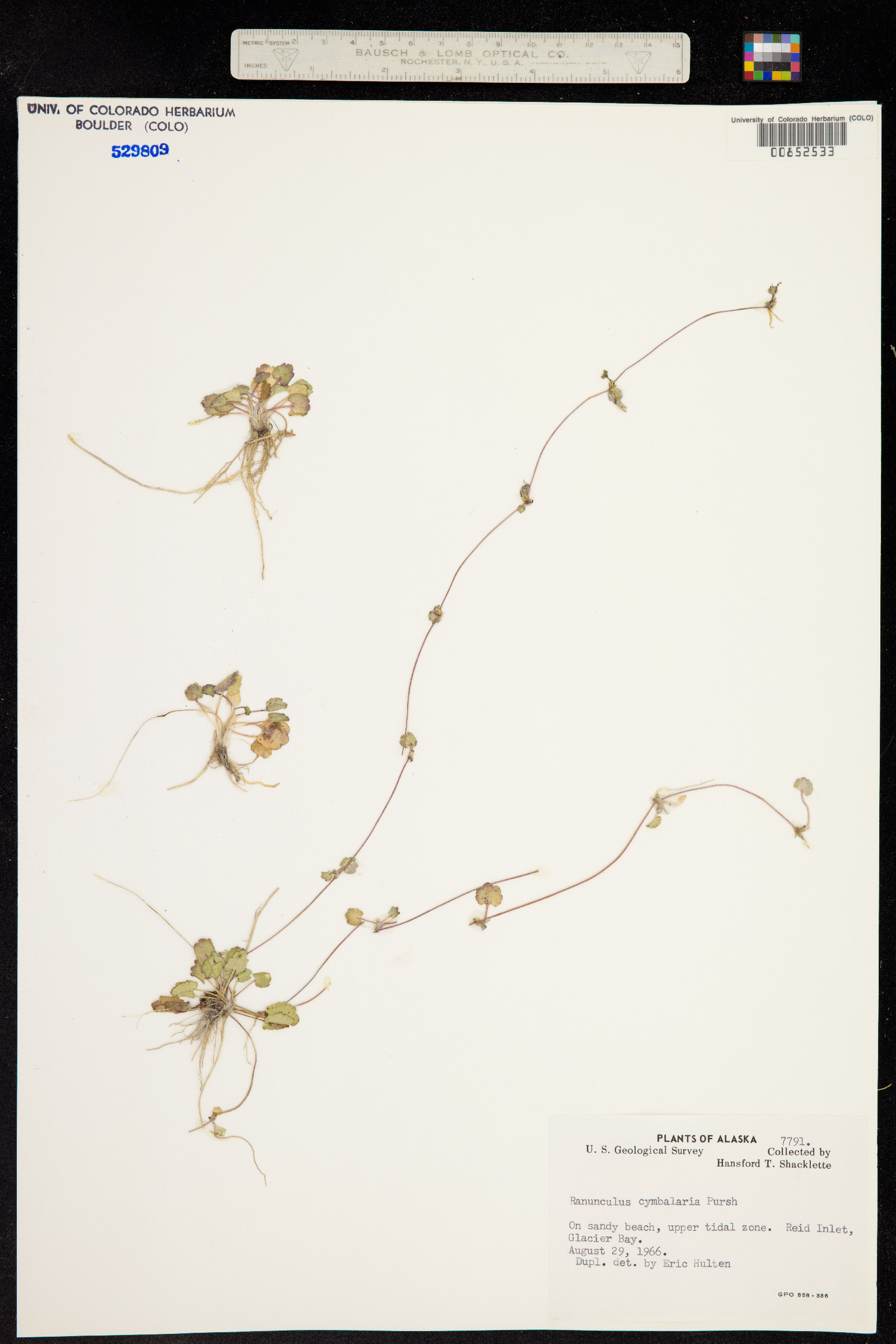 Ranunculus cymbalaria image