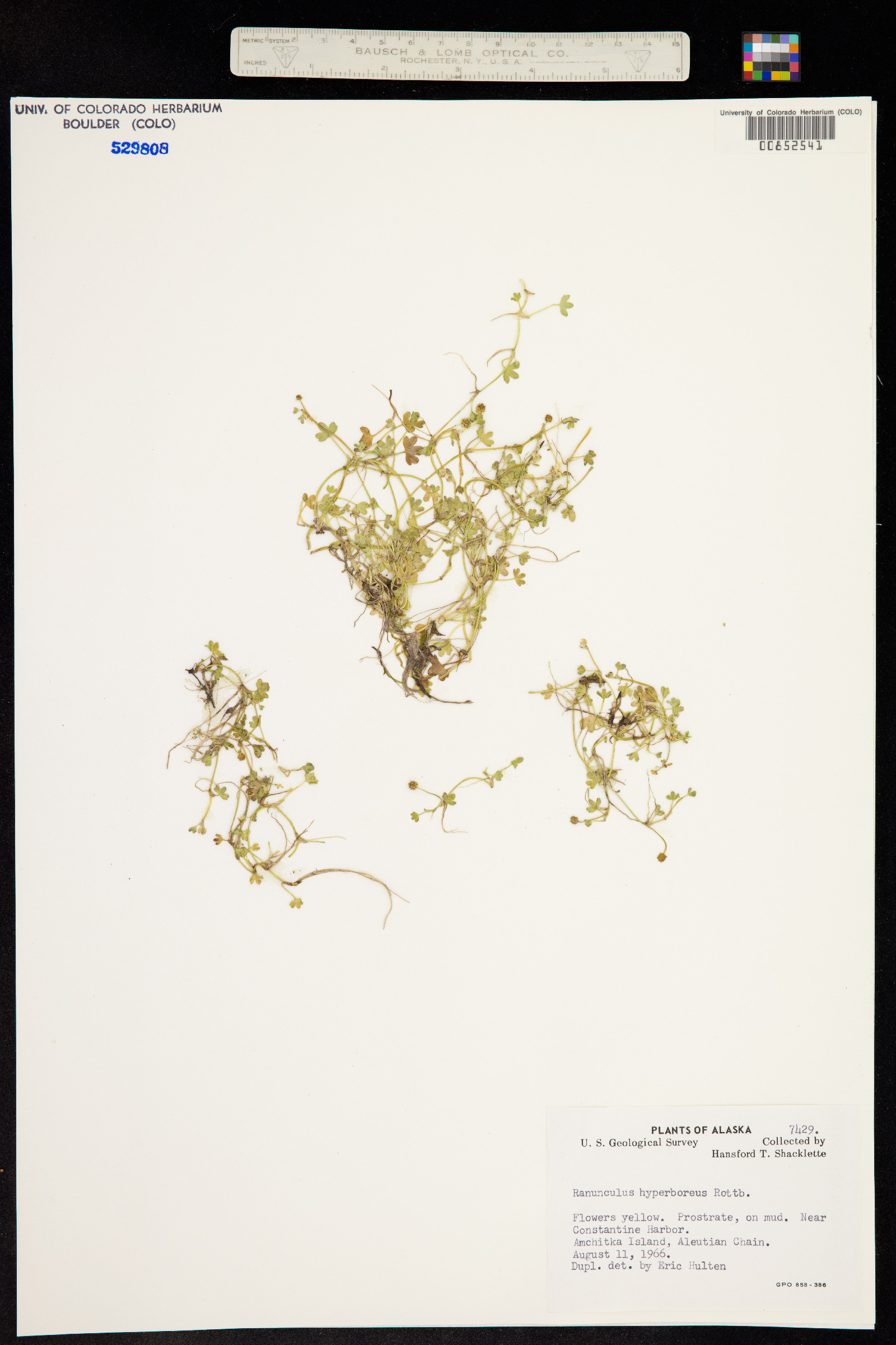 Ranunculus hyperboreus image