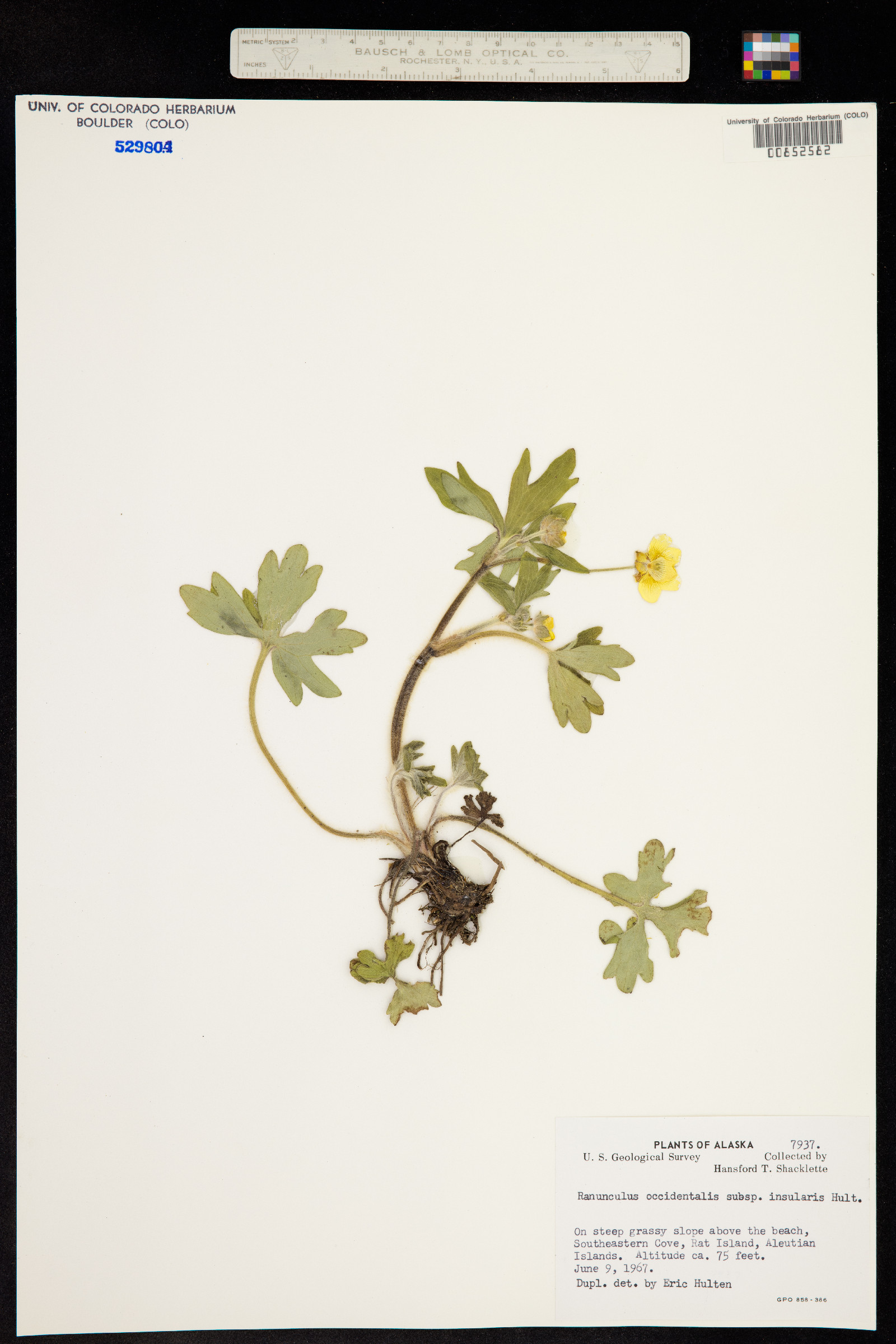 Ranunculus occidentalis image