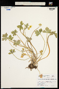 Image of Ranunculus occidentalis