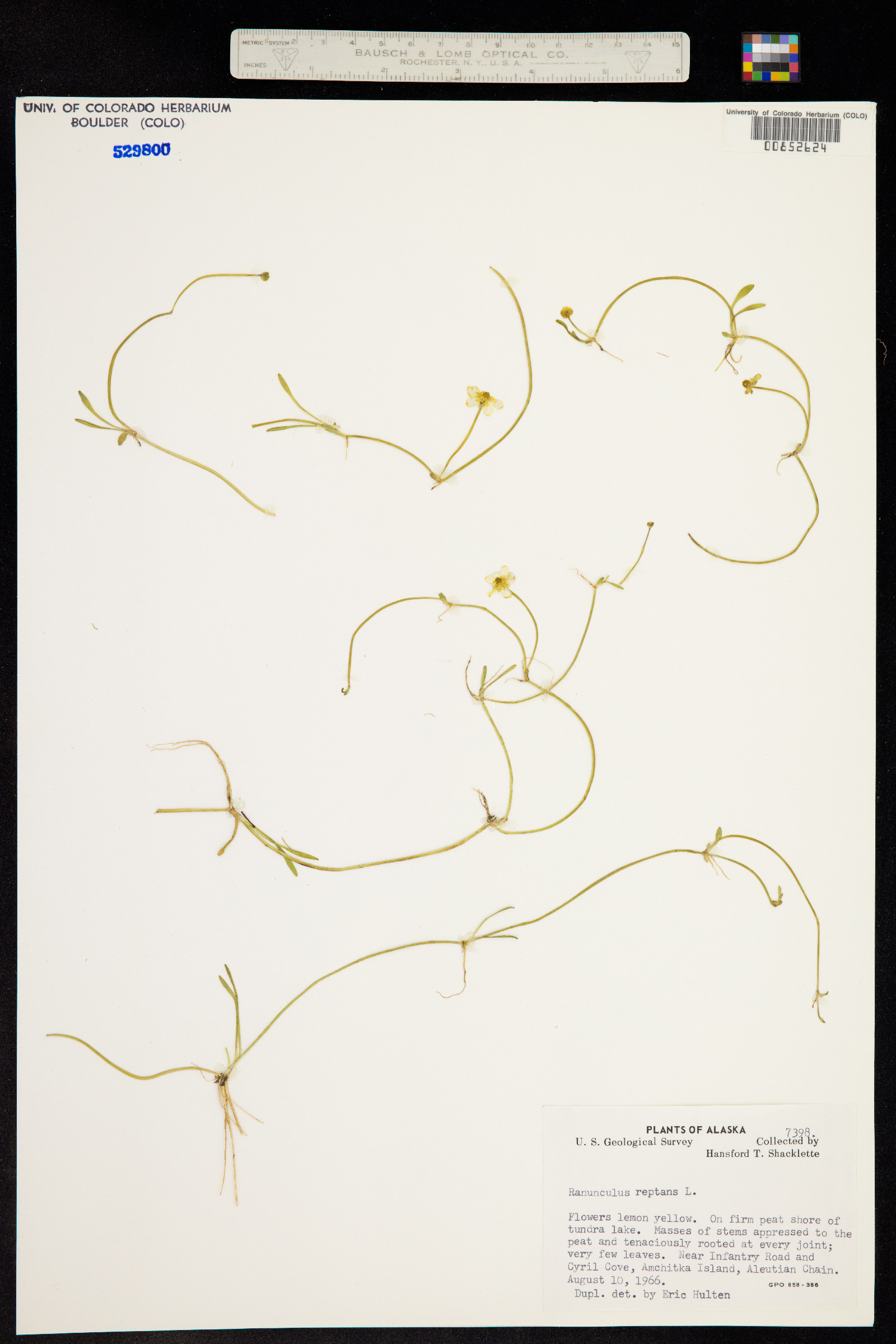 Ranunculus flammula var. reptans image