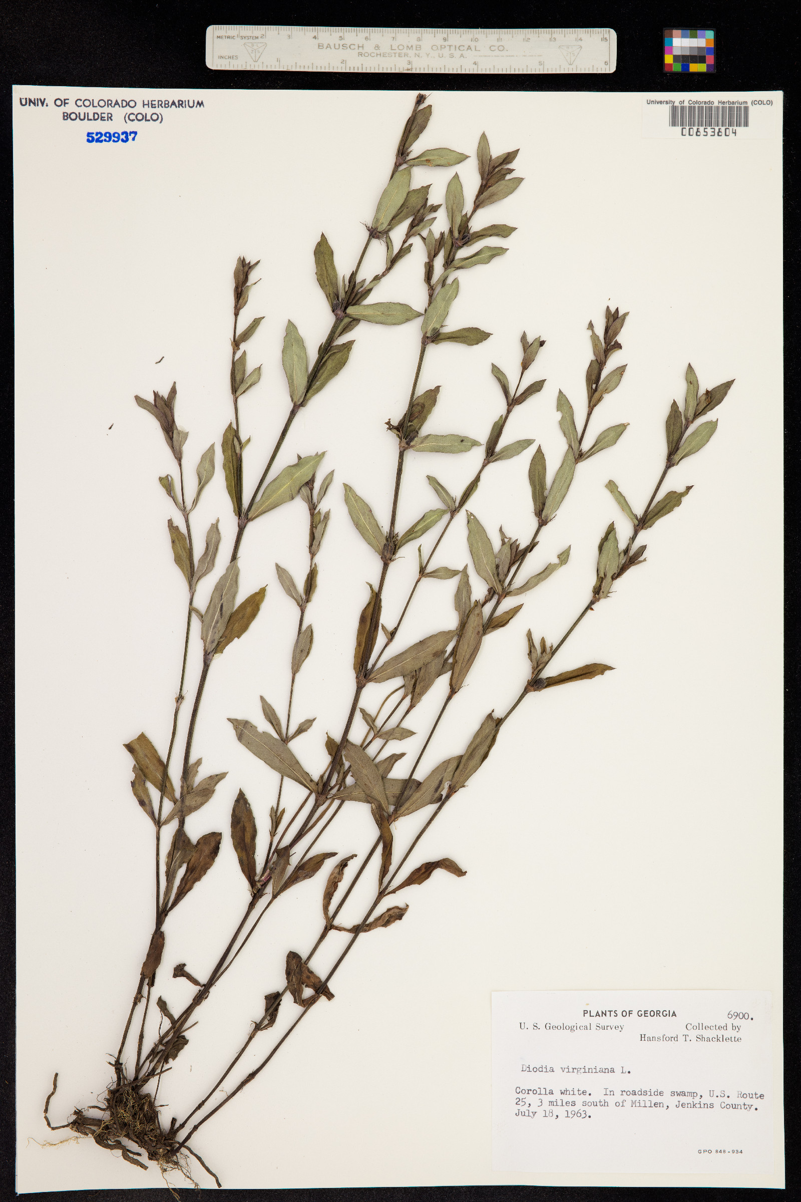 Diodia virginiana image