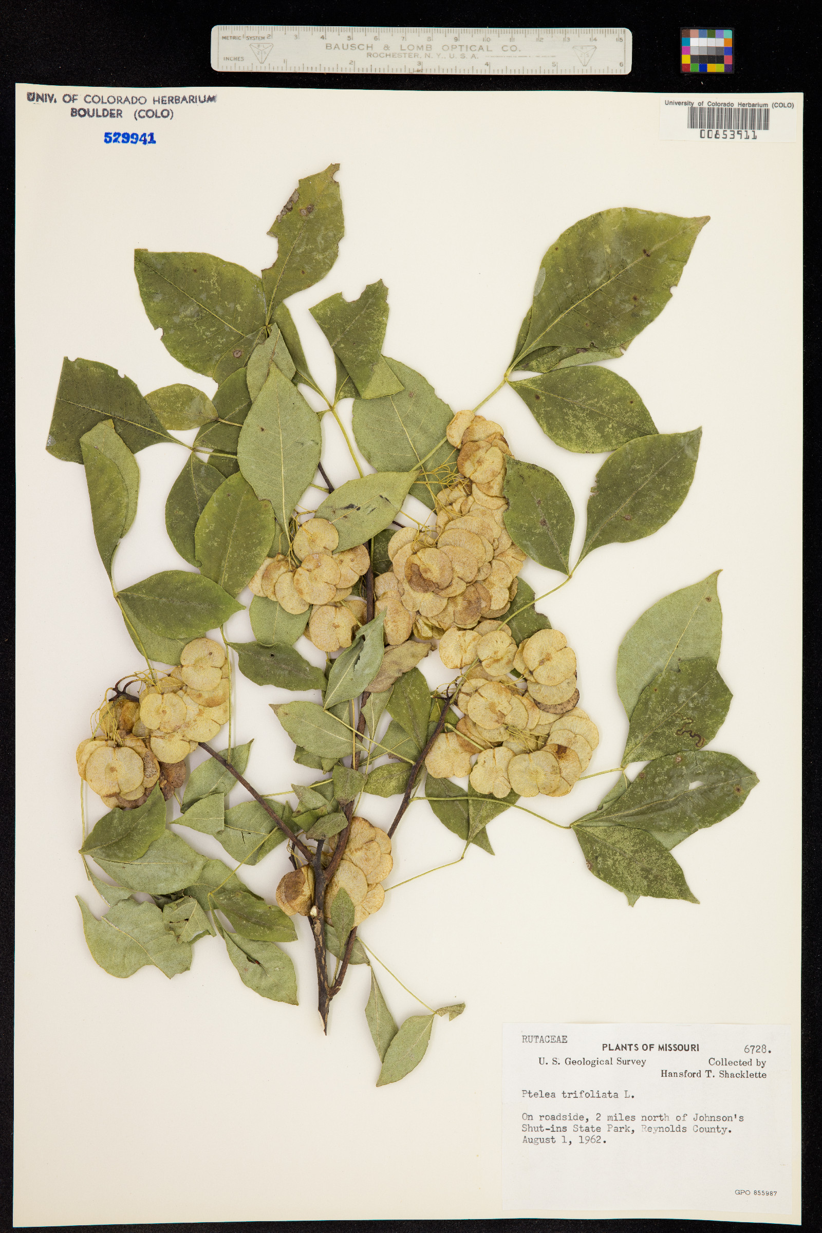 Ptelea trifoliata image