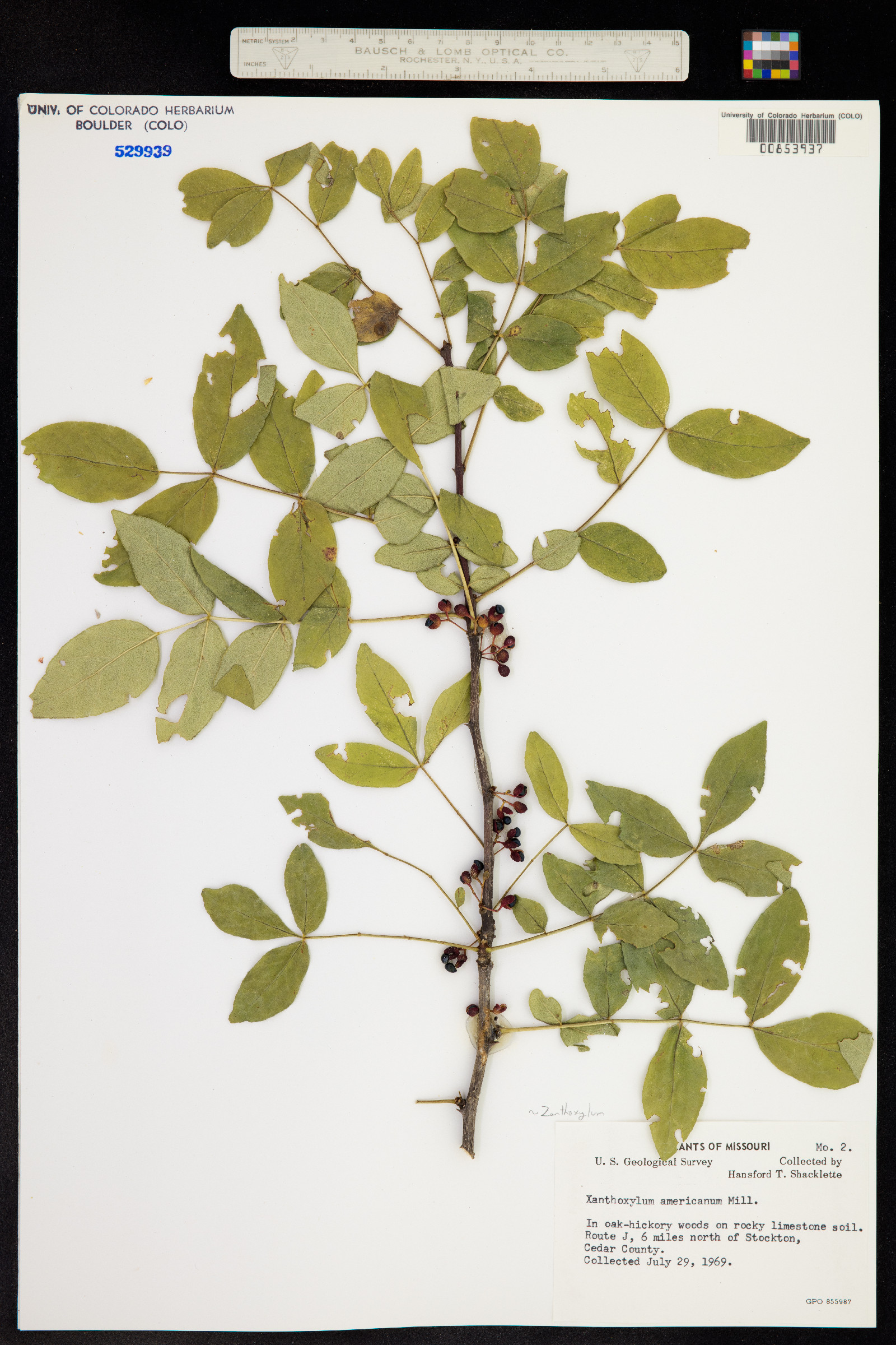 Zanthoxylum americanum image