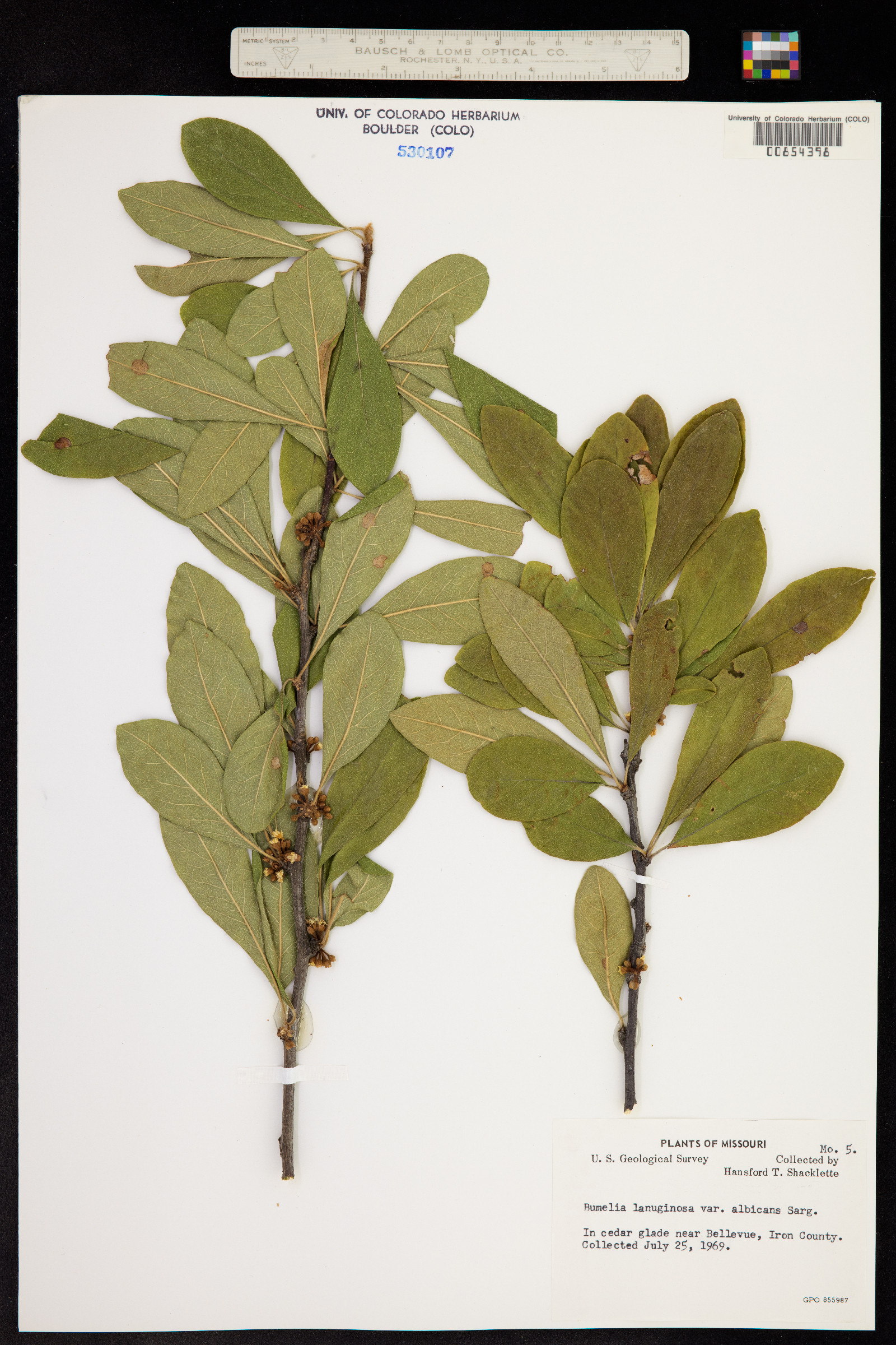Sideroxylon lanuginosum ssp. lanuginosum image