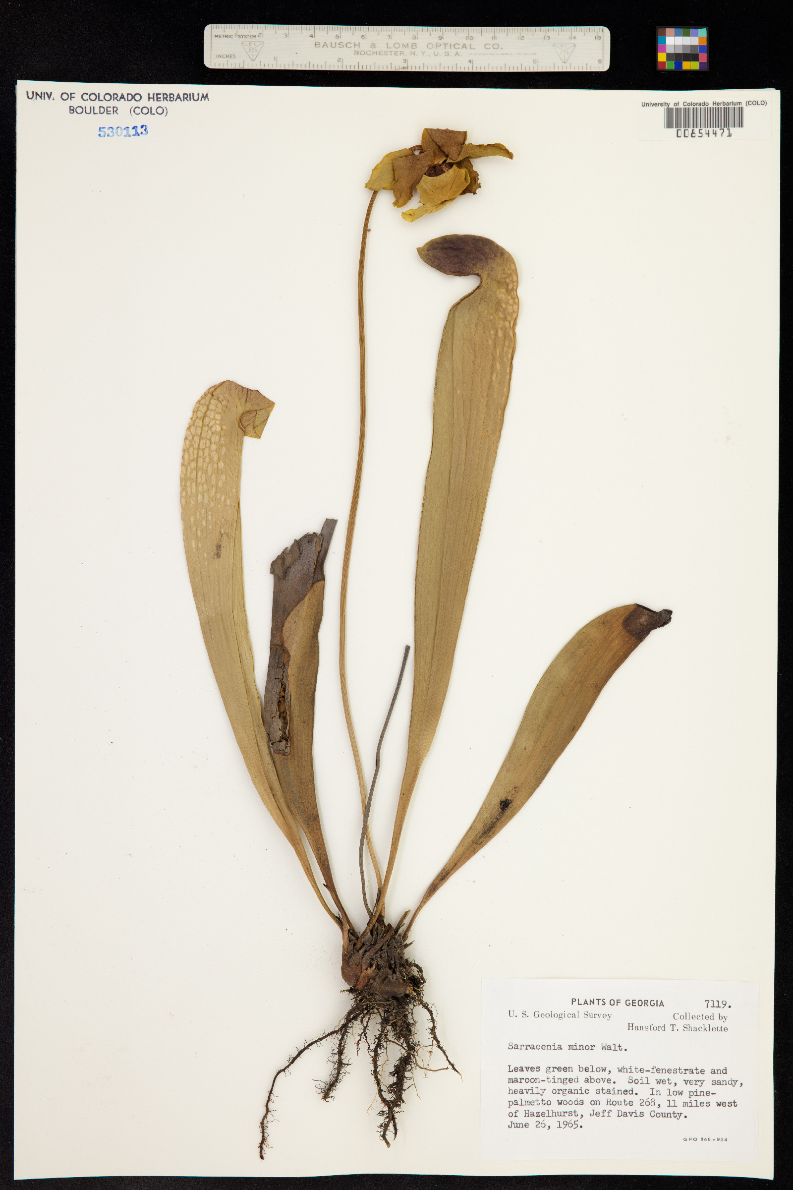 Sarracenia minor image