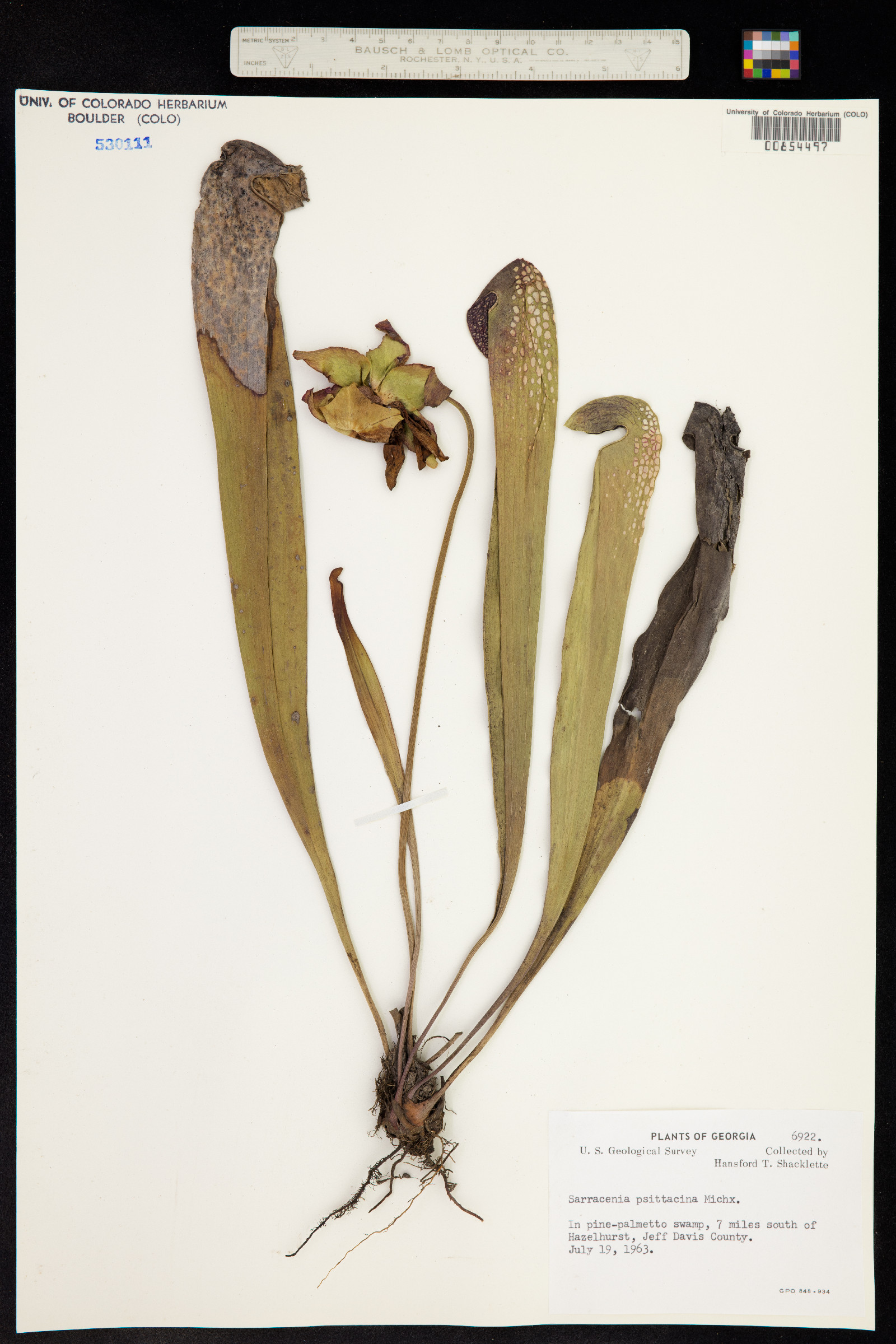 Sarracenia psittacina image