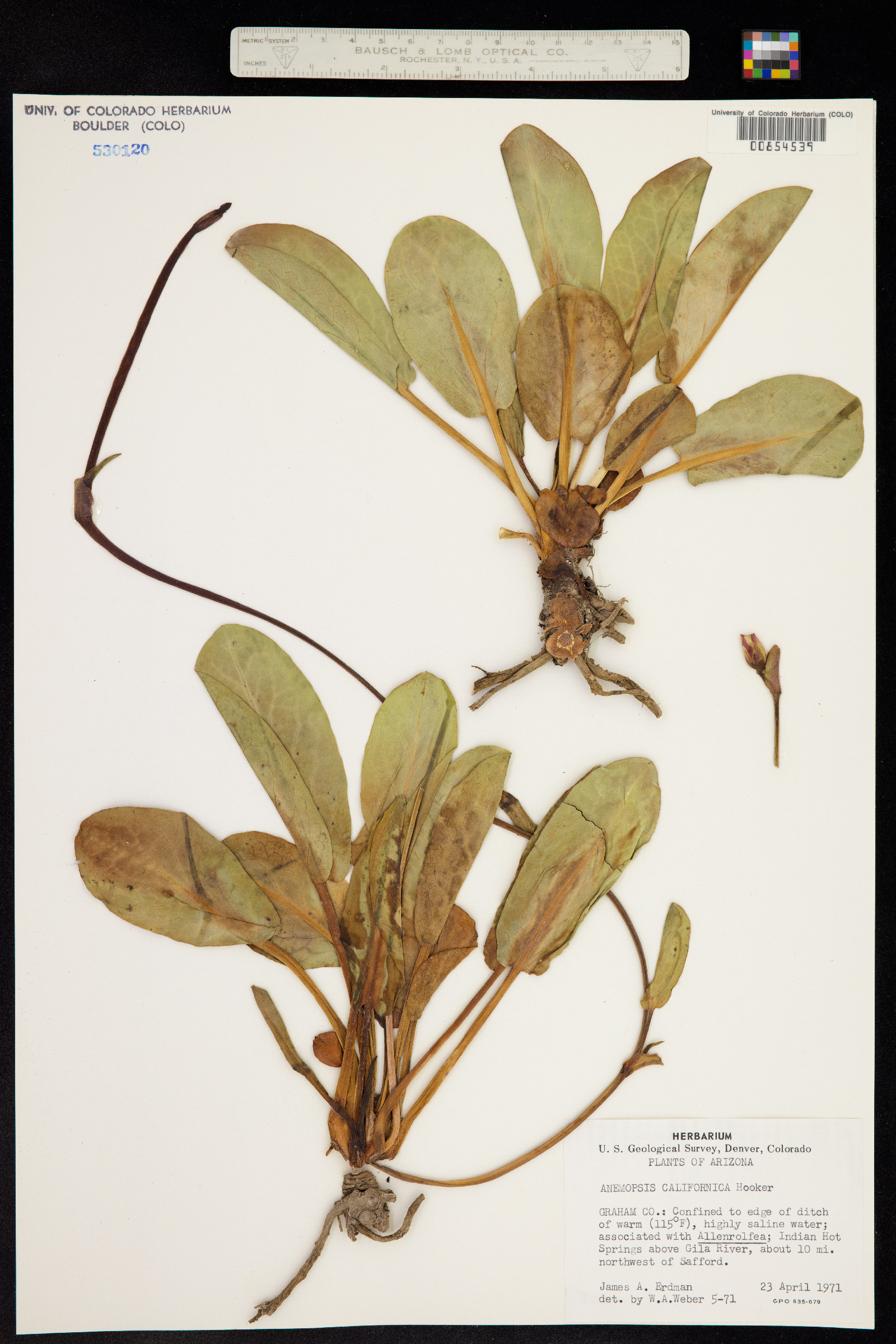 Anemopsis californica image