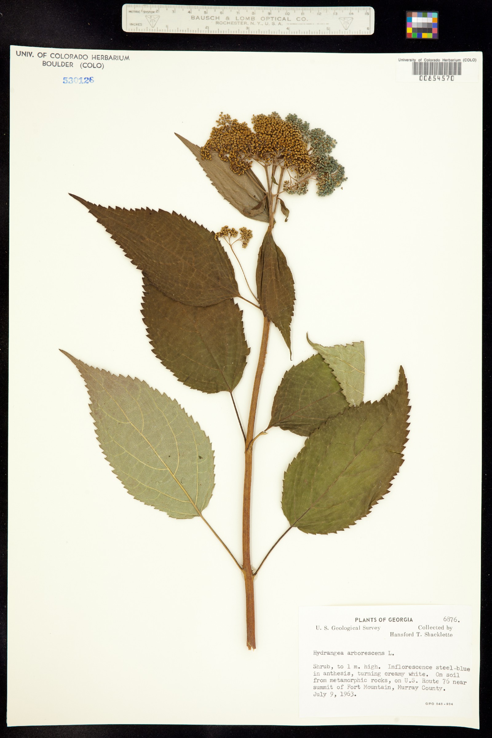 Hydrangea arborescens image