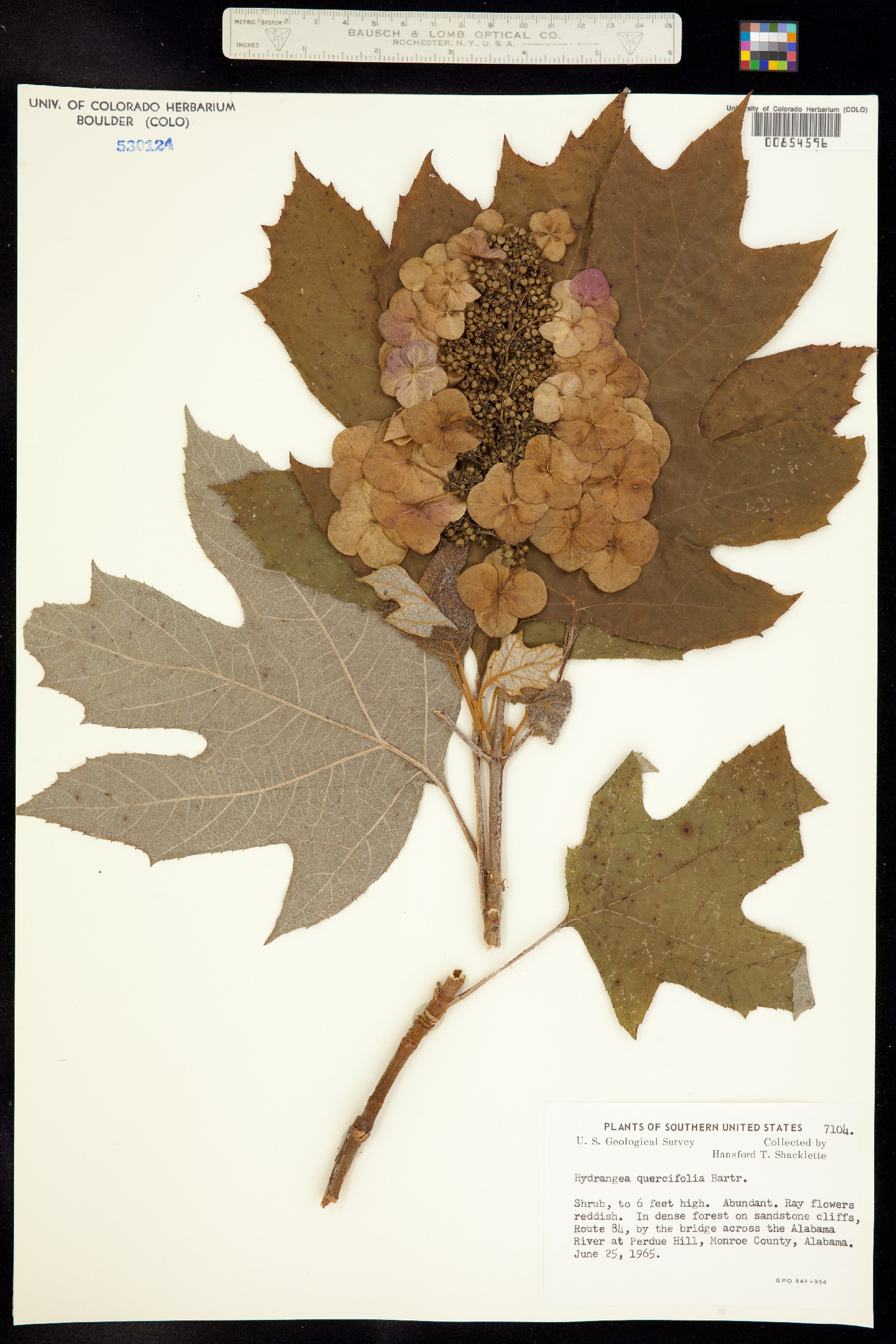 Hydrangea image